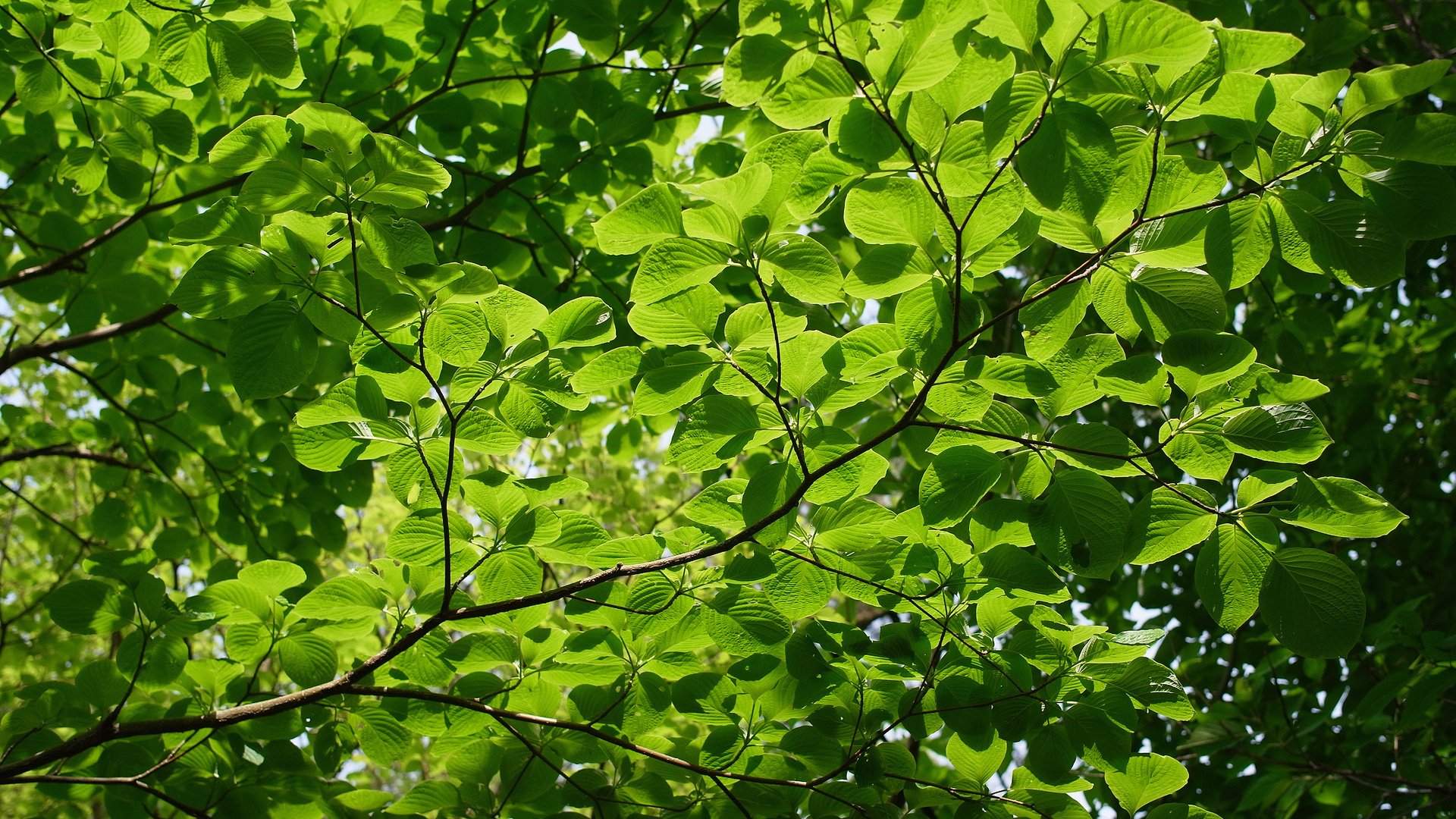 texture nature été arbres branches fond vert clair