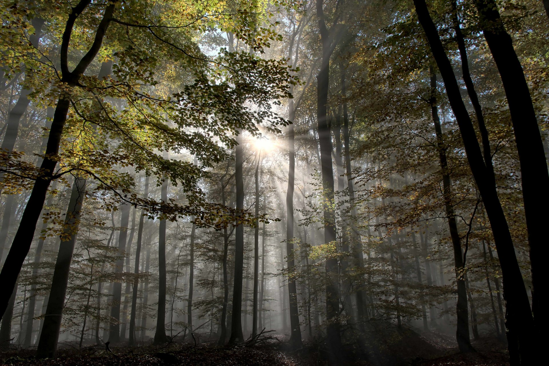 wald nebel strahlen herbst bäume