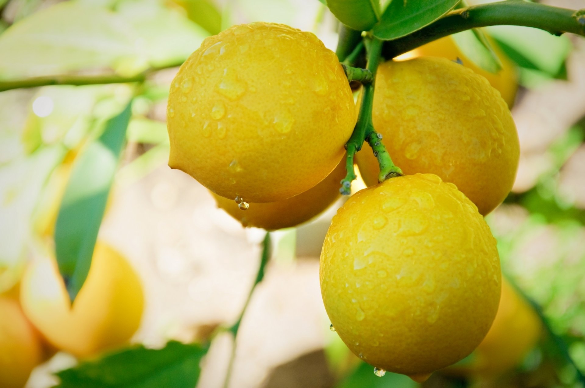 ramas hojas limón fruta gotas gotas de rocío