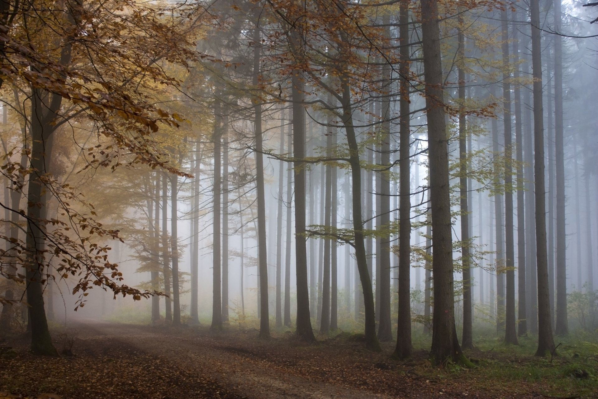 wald nebel gehweg bäume herbst