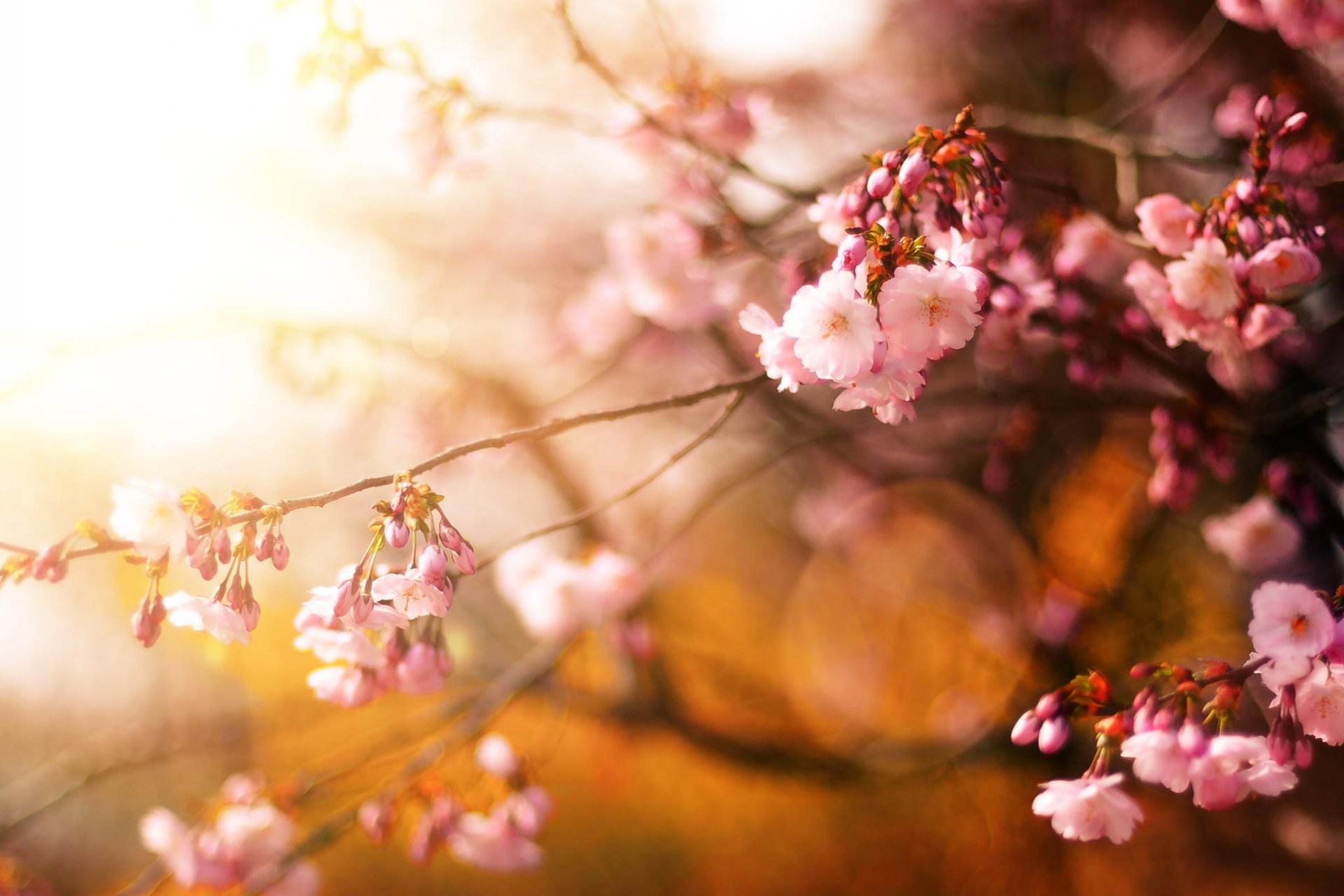 sakura baum kirsche blumen frühling