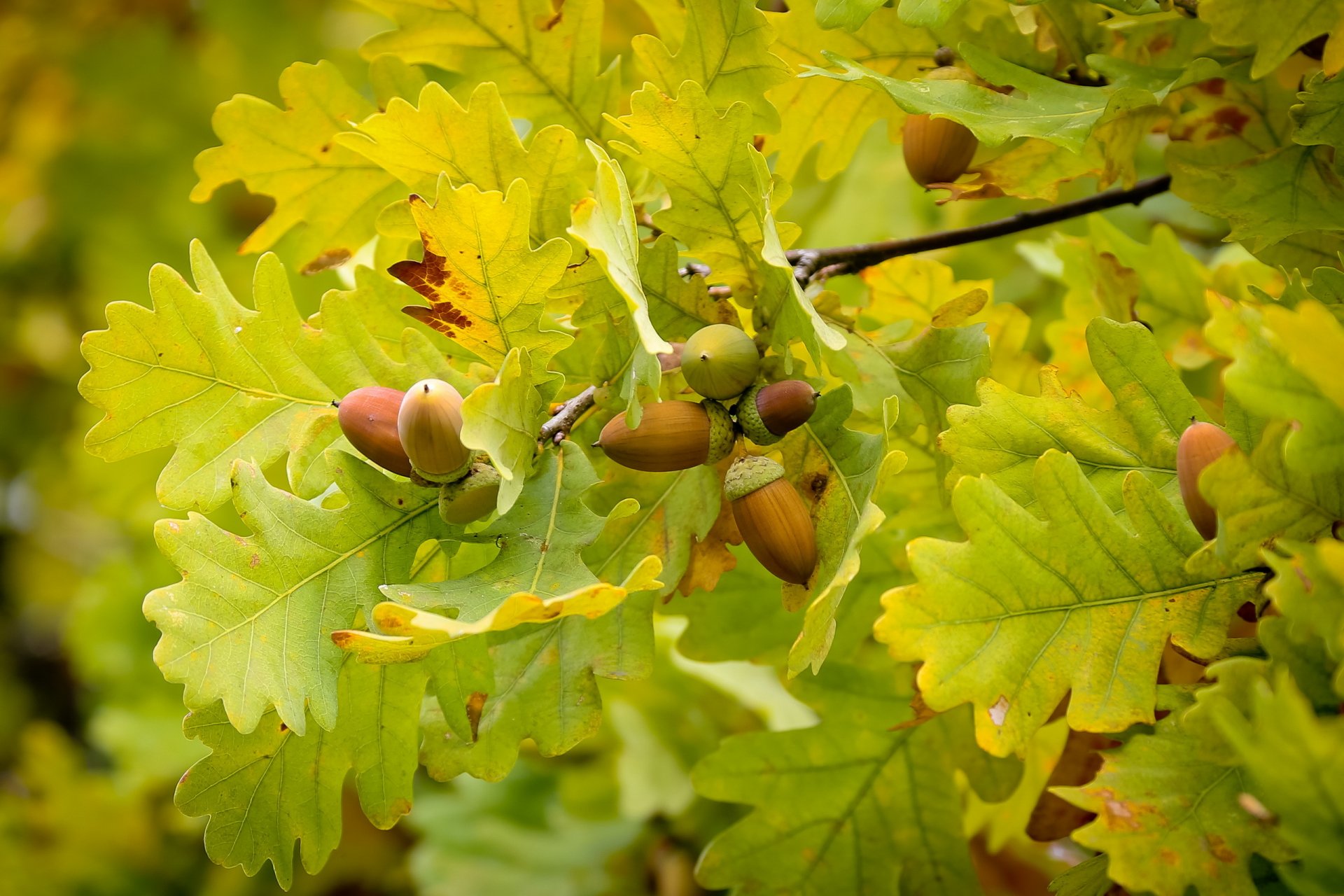 natura autunno