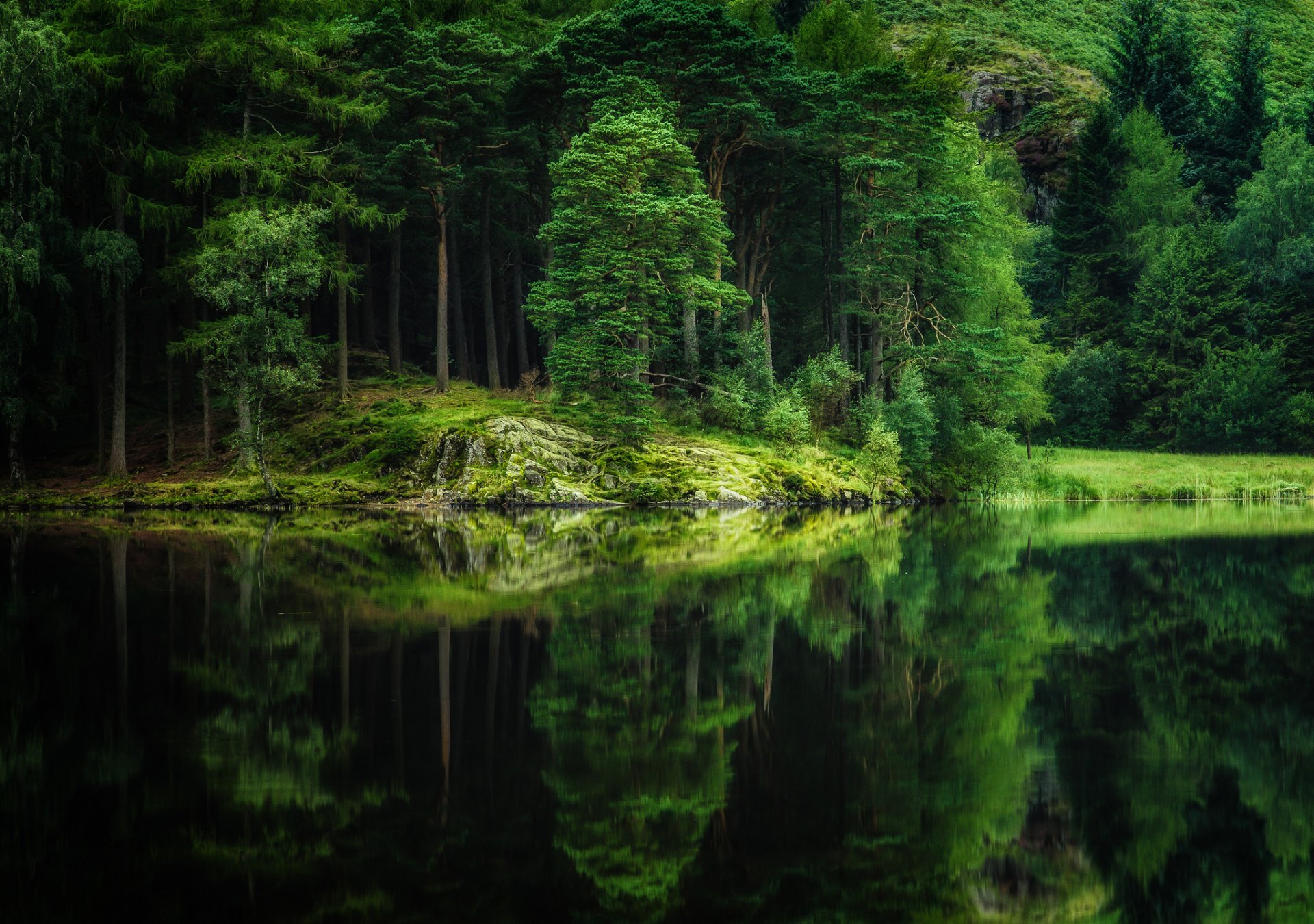 foresta alberi fiume lago riflessione