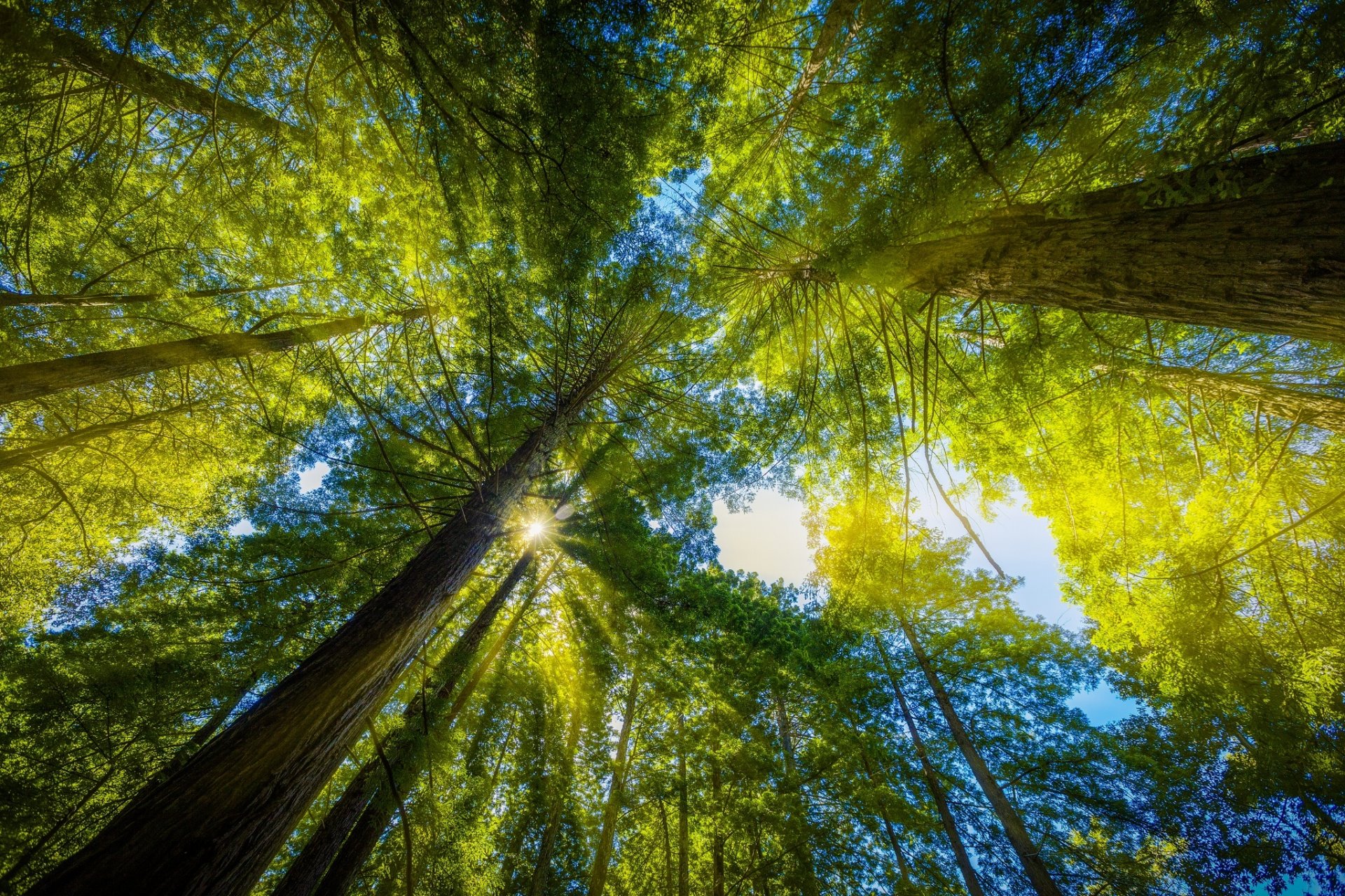 forest tree leaves rays nature