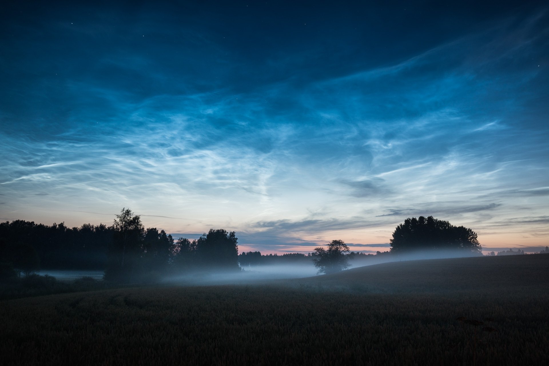 tree hills fog morning dawn