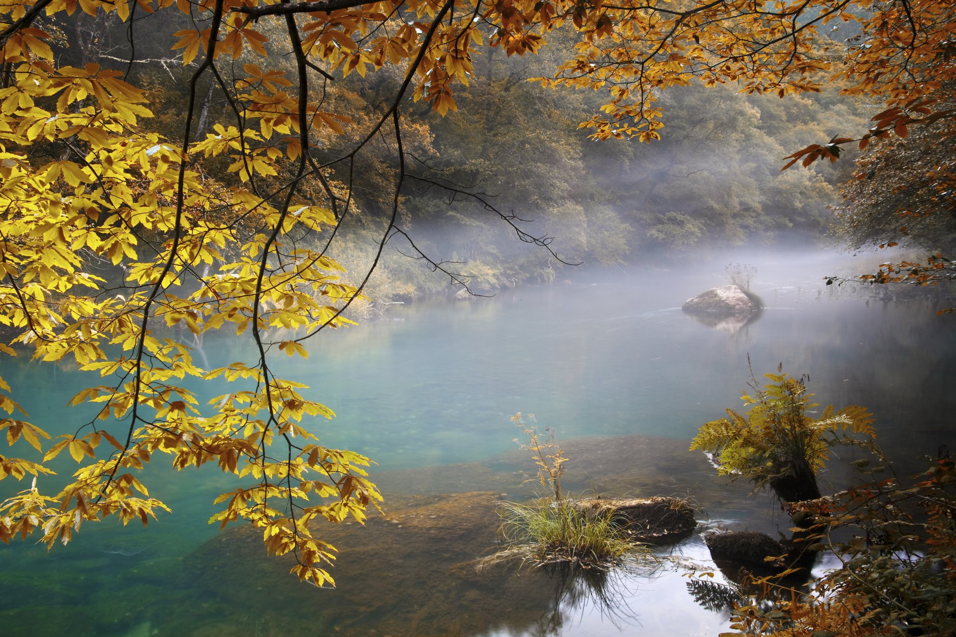 otoño niebla río bosque árboles ramas hojas