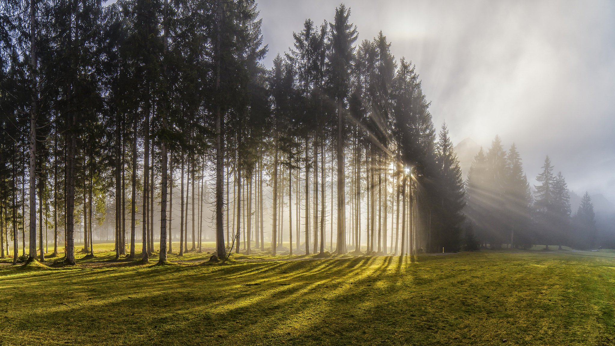 nature austria forest tree sun light rays fog