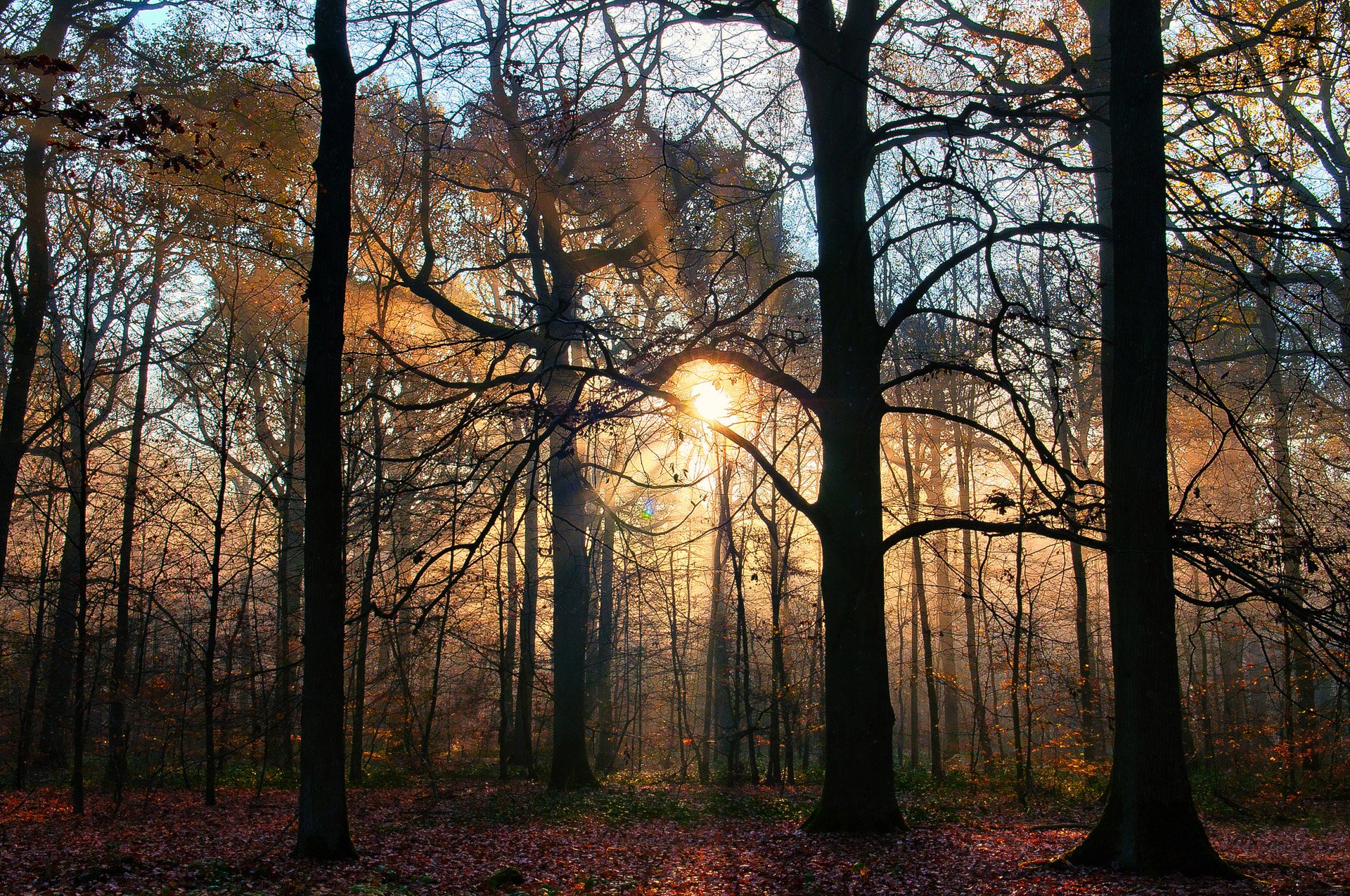 nature arbres automne rayon de soleil