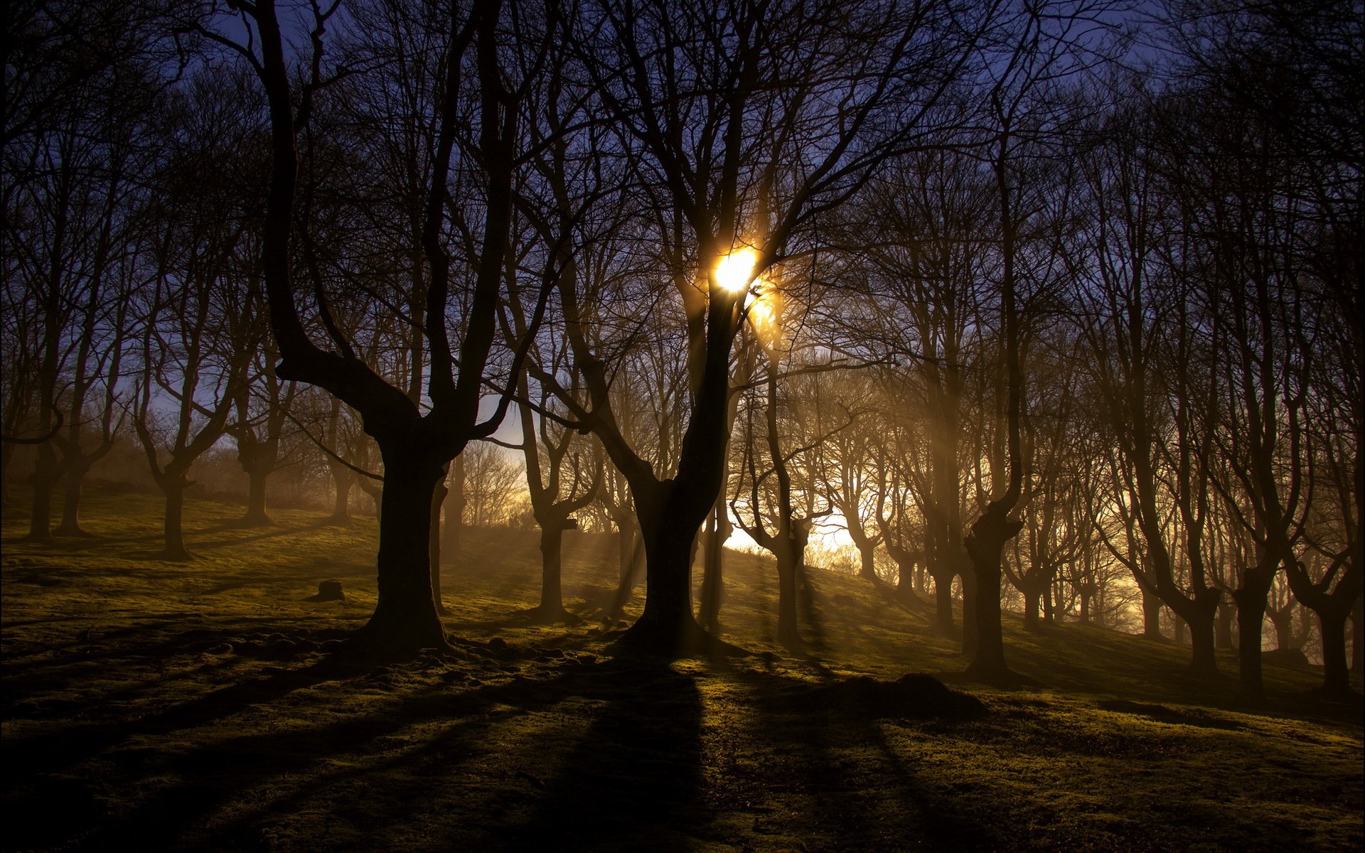 morgen wald nebel licht natur landschaft