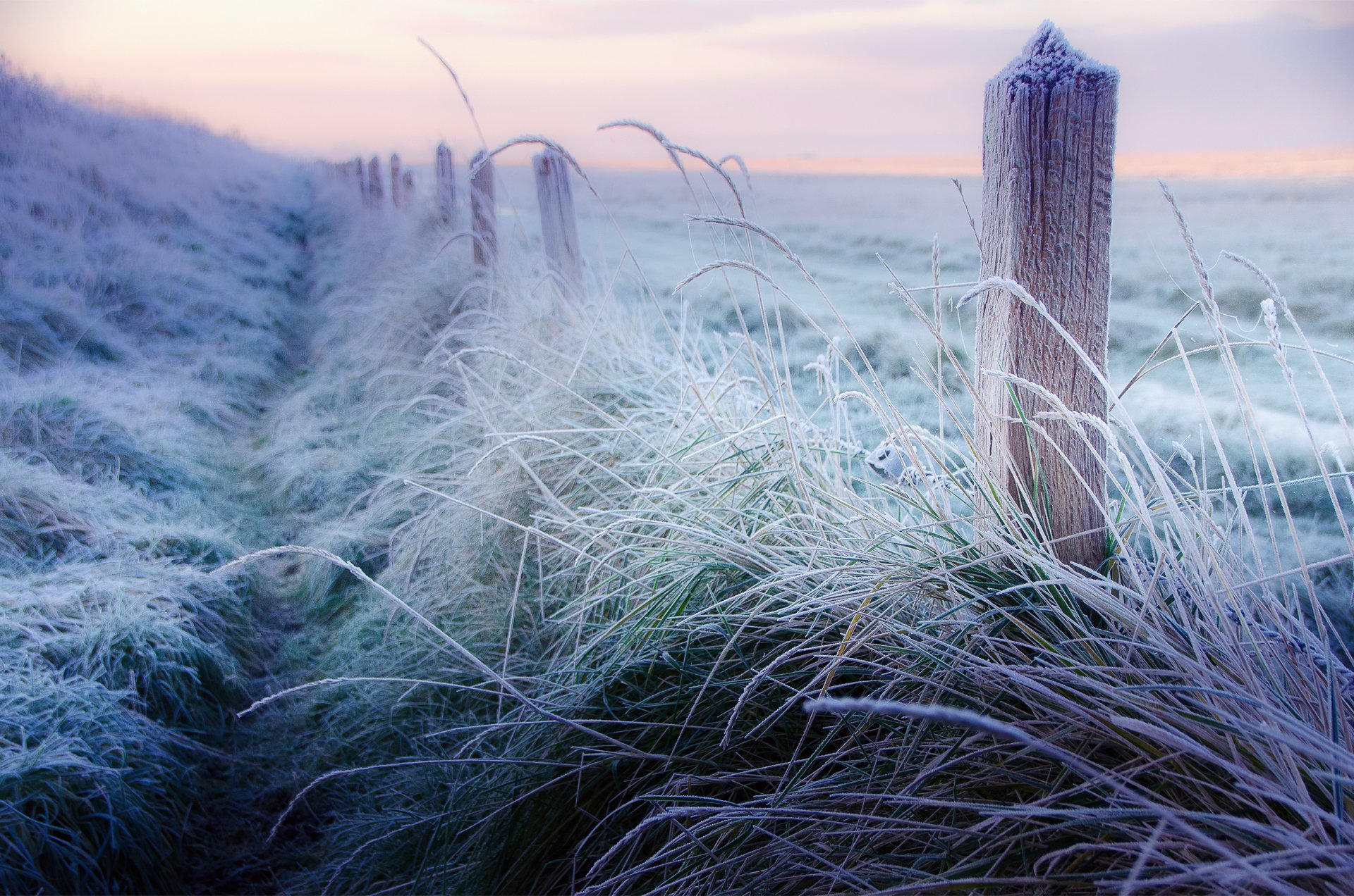 hiver décembre matin gel givre clôture clôture poteaux herbe