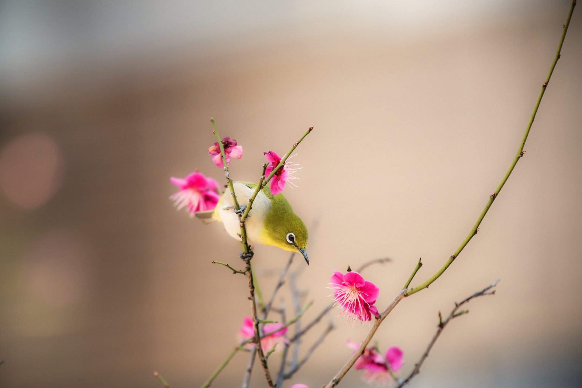 oiseau bec branche fleurs printemps nature