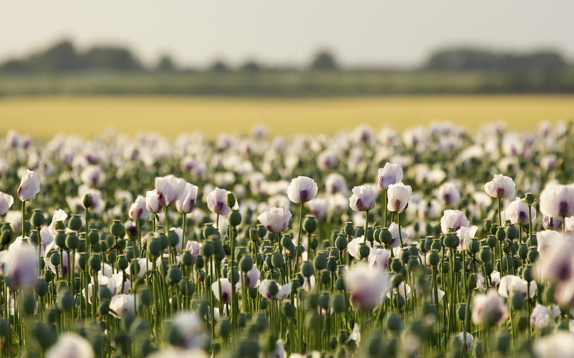 campo amapolas paisaje verano