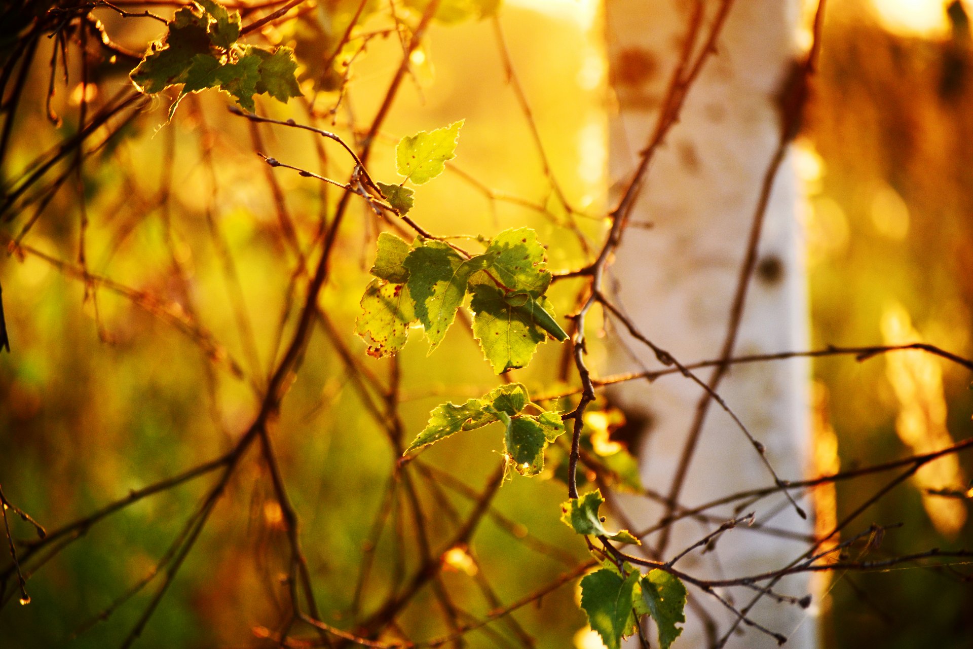 natura liście brzoza drzewo światło bokeh gałęzie