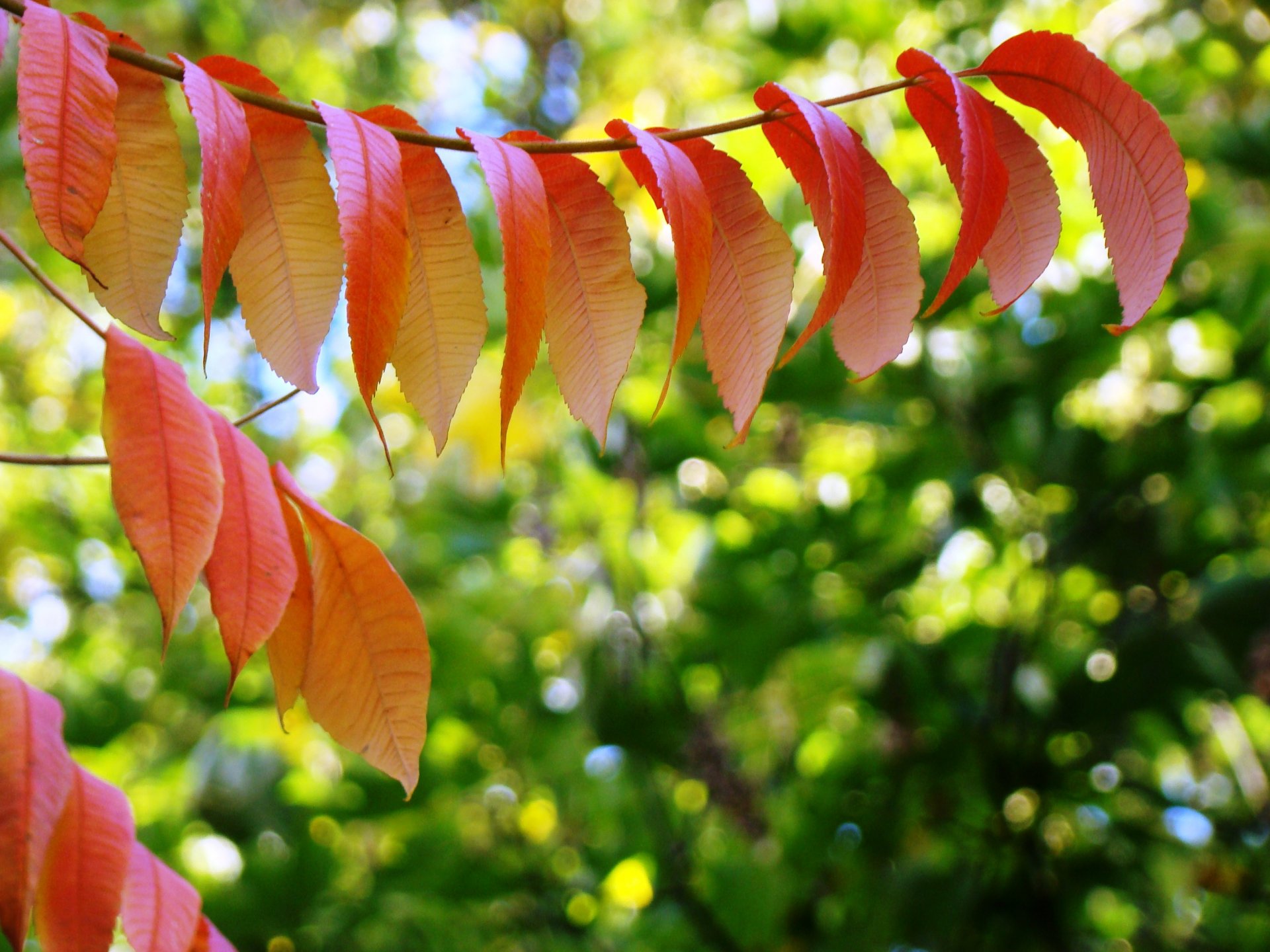 automne feuilles couleurs vives