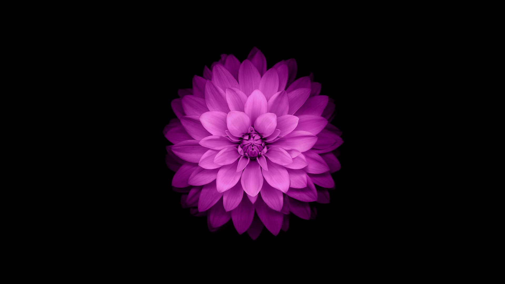 blume lila ios8 iphone iphone6 iphone