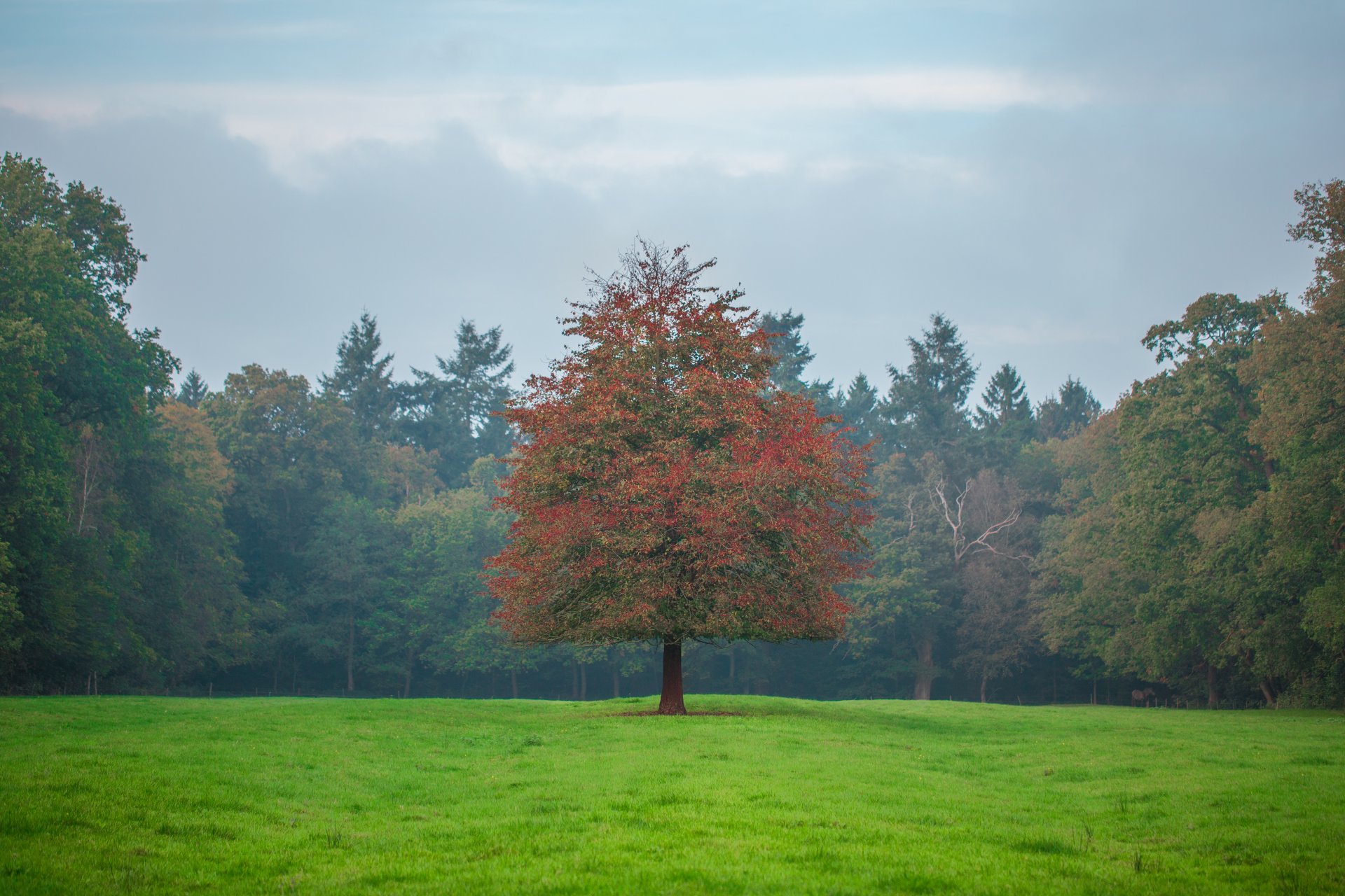 foresta campo erba cielo alberi