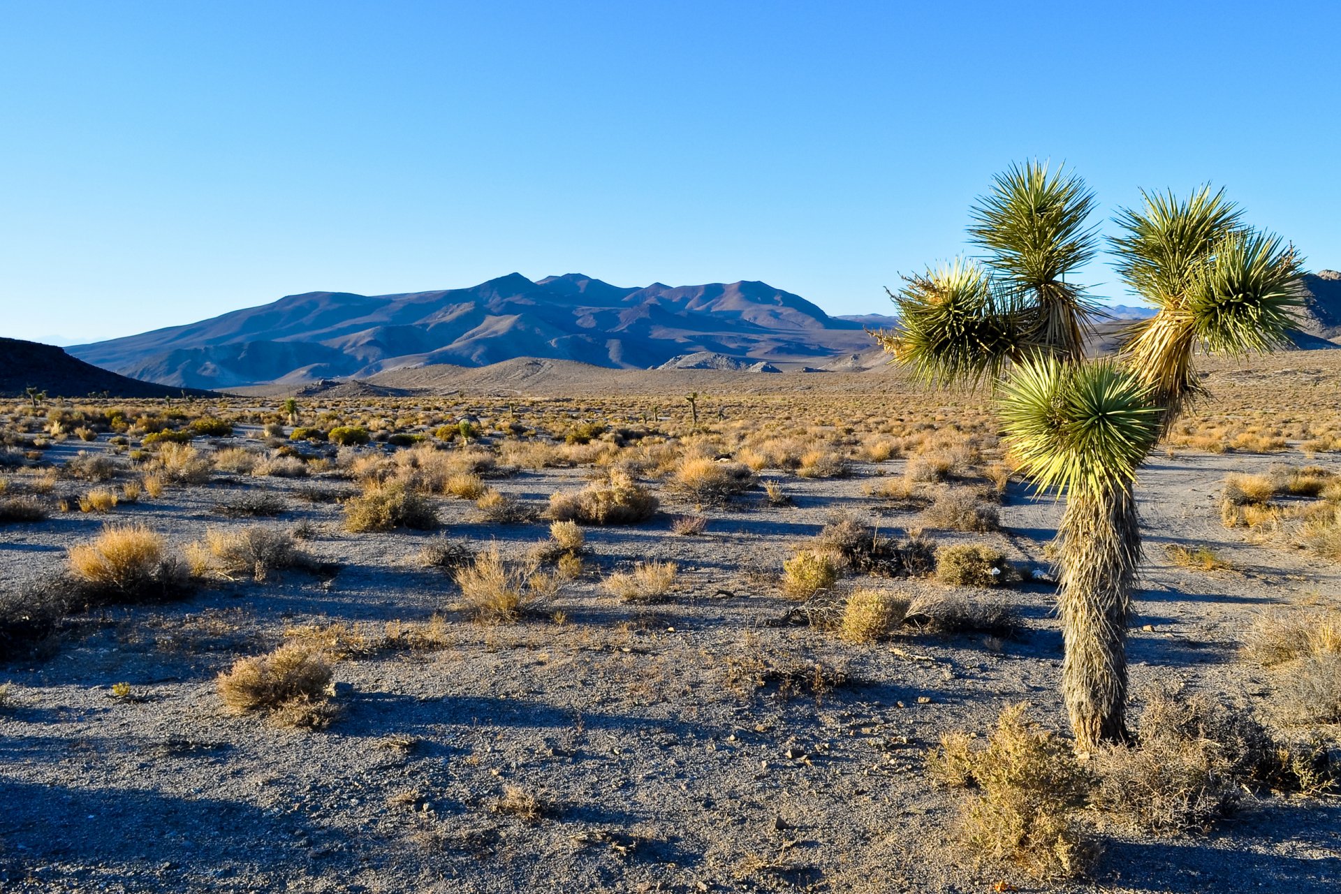 joshua tree national park kalifornien usa berge wüste baum himmel landschaft