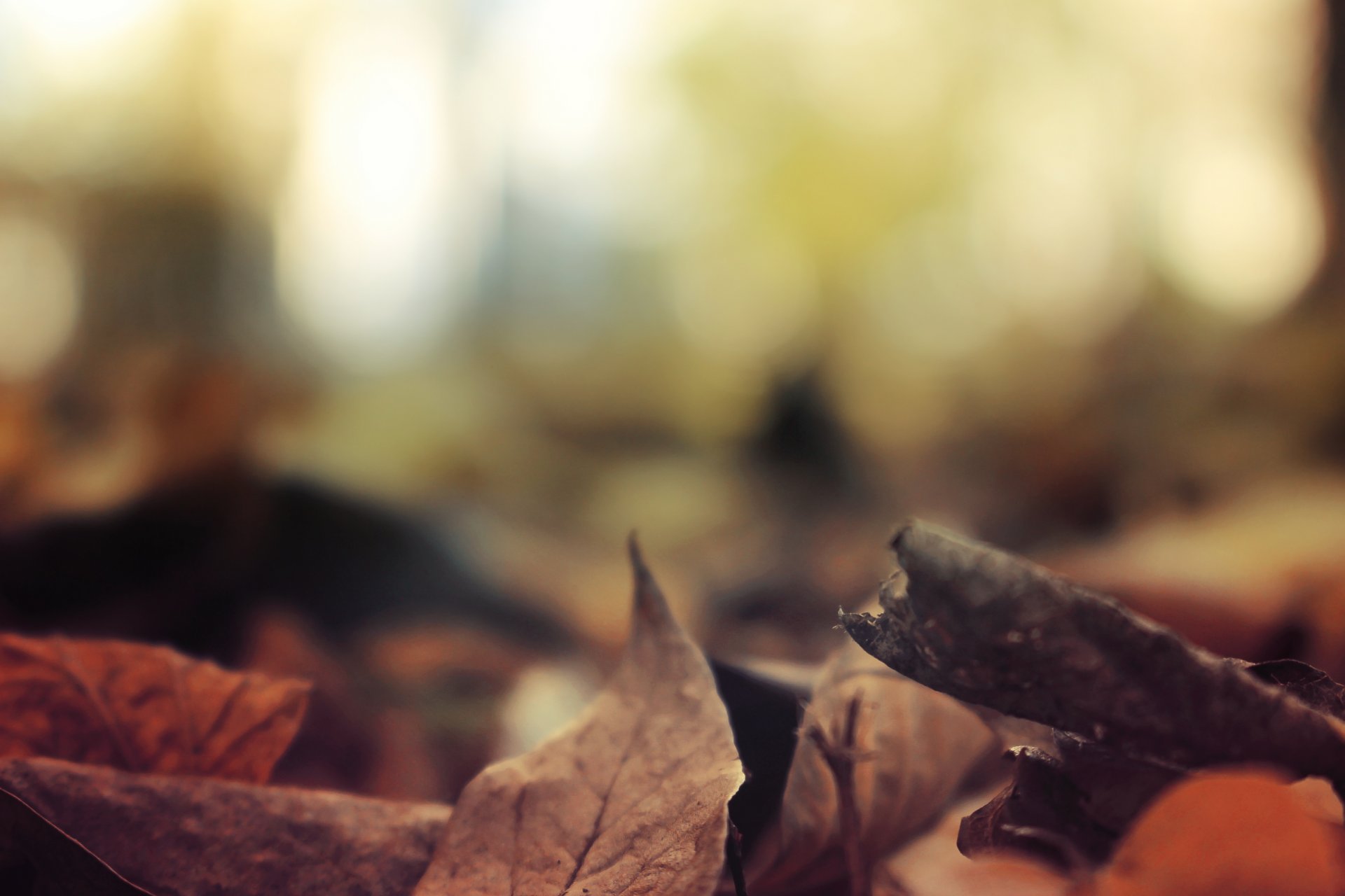 autumn leaves foliage nature landscape forest trees fall river fscenery view