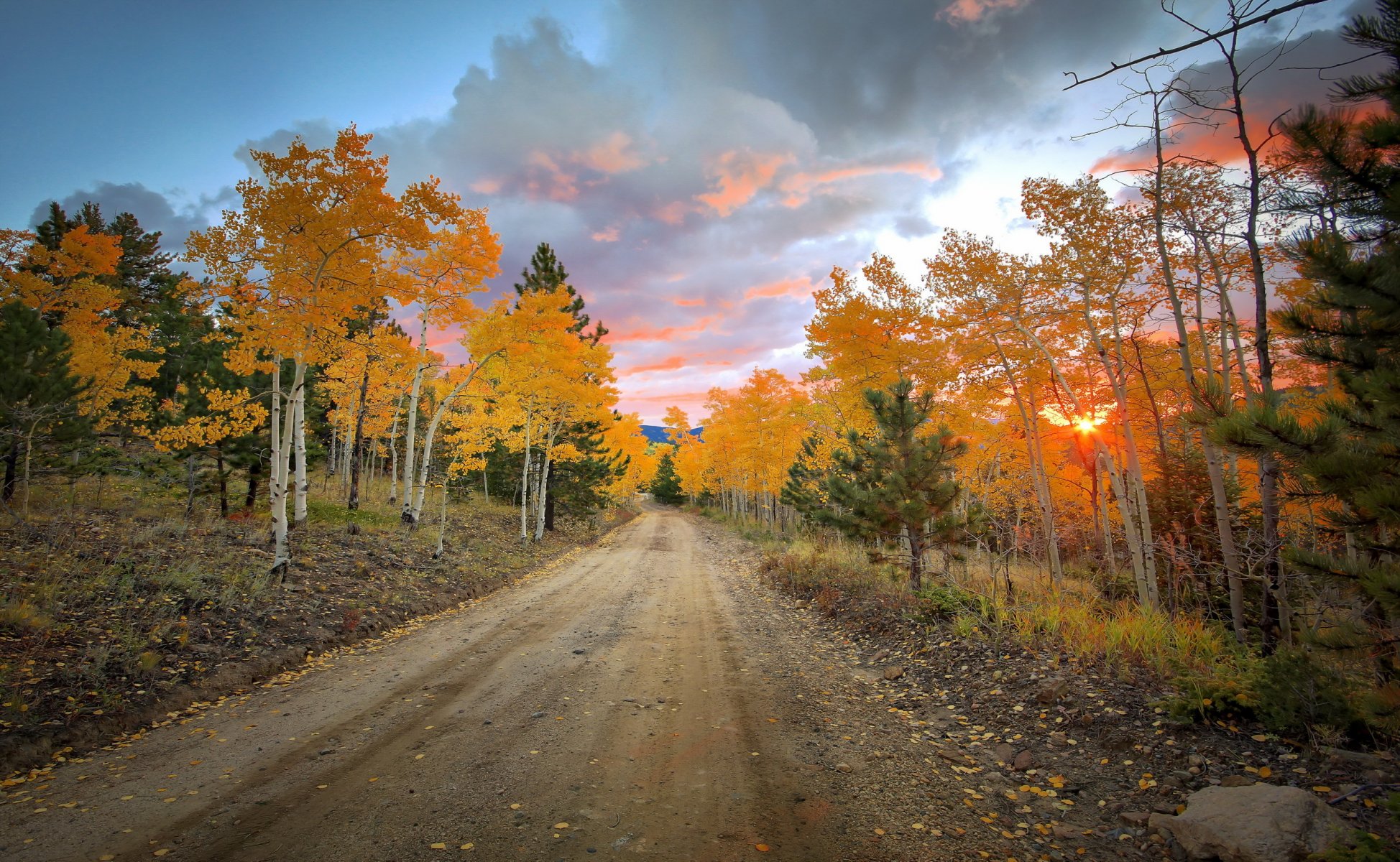 road tree nature autumn