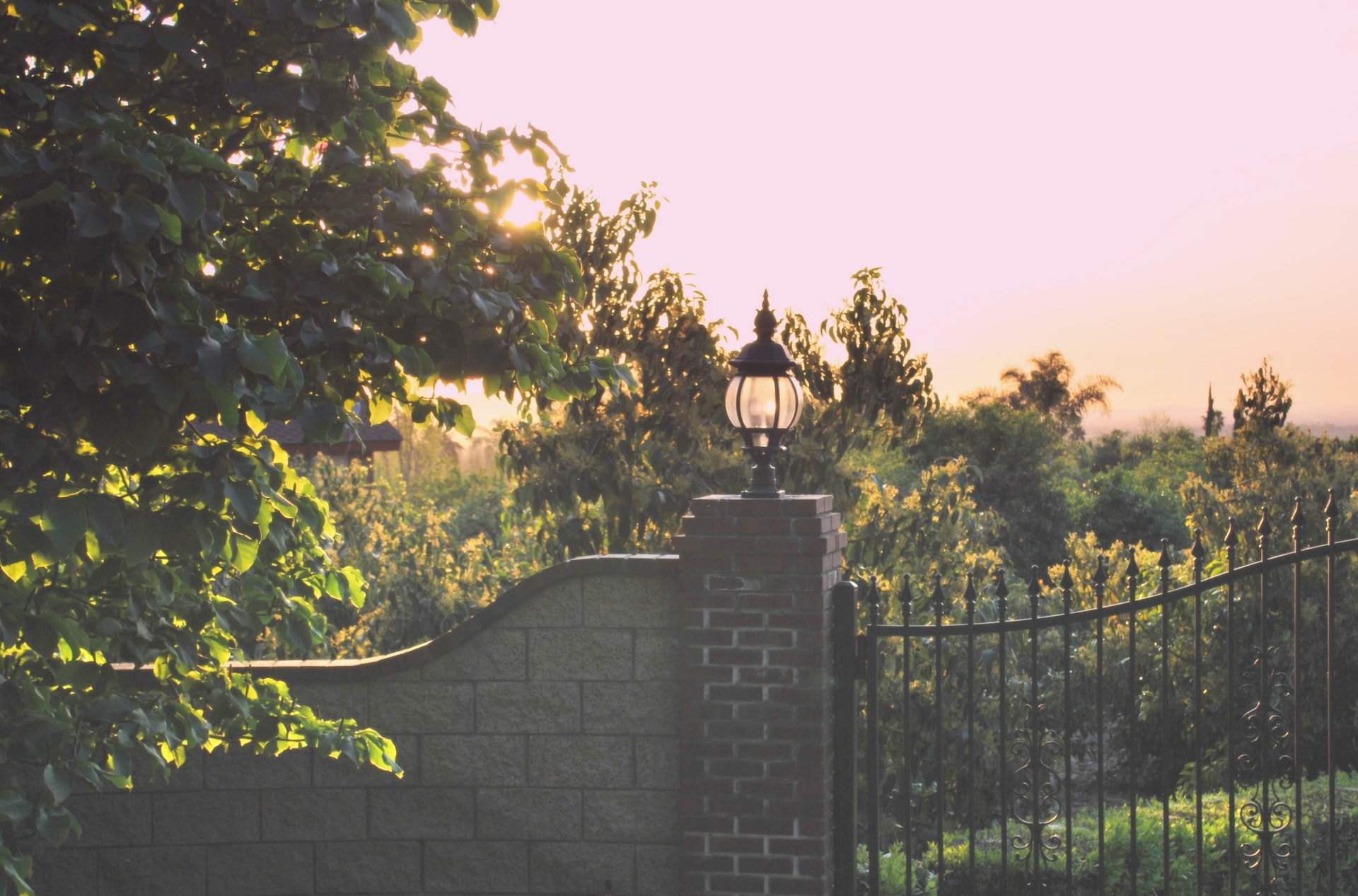 morning sun tree fence light mood