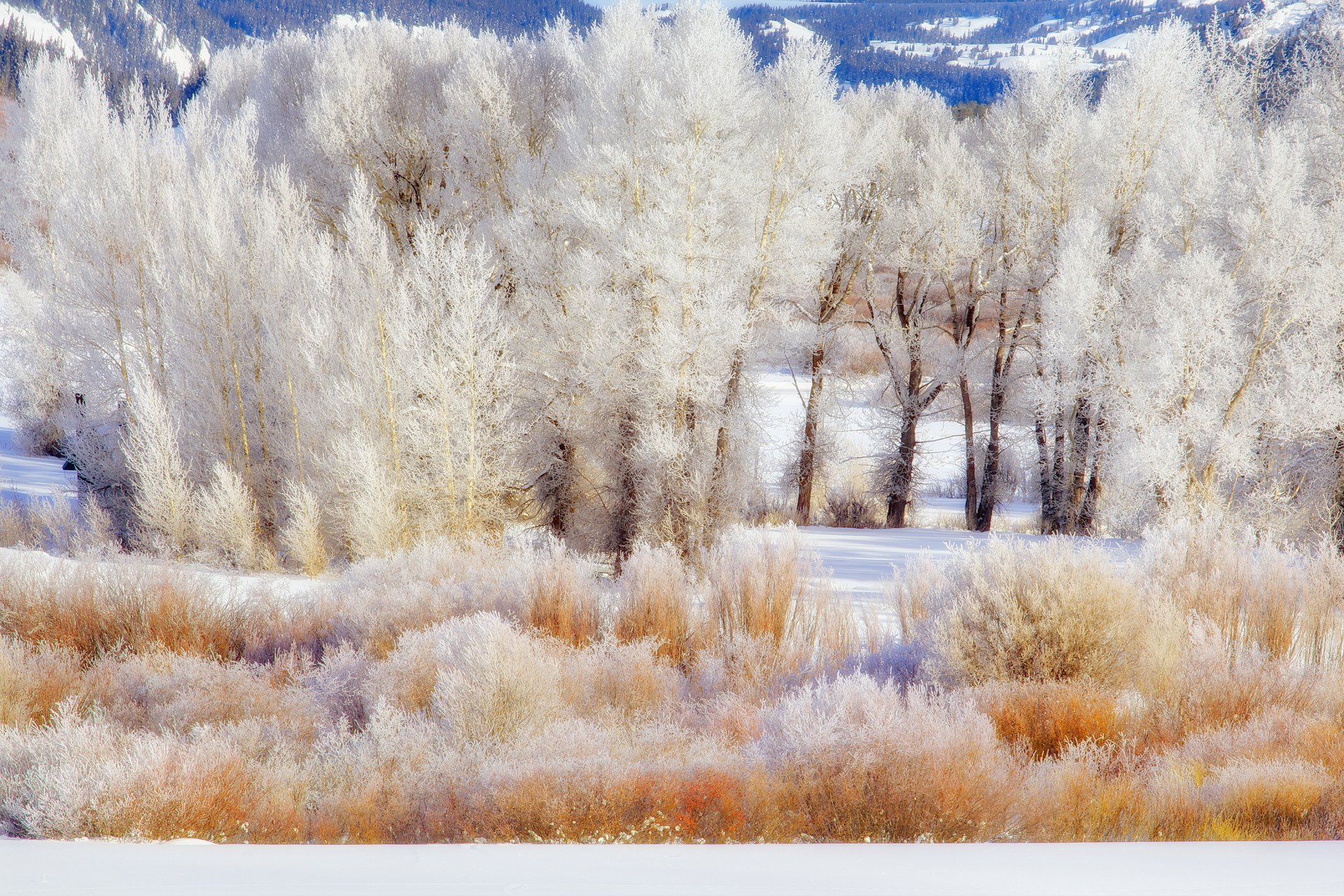 grand teton national park wyoming usa arbres hiver neige givre buissons montagnes