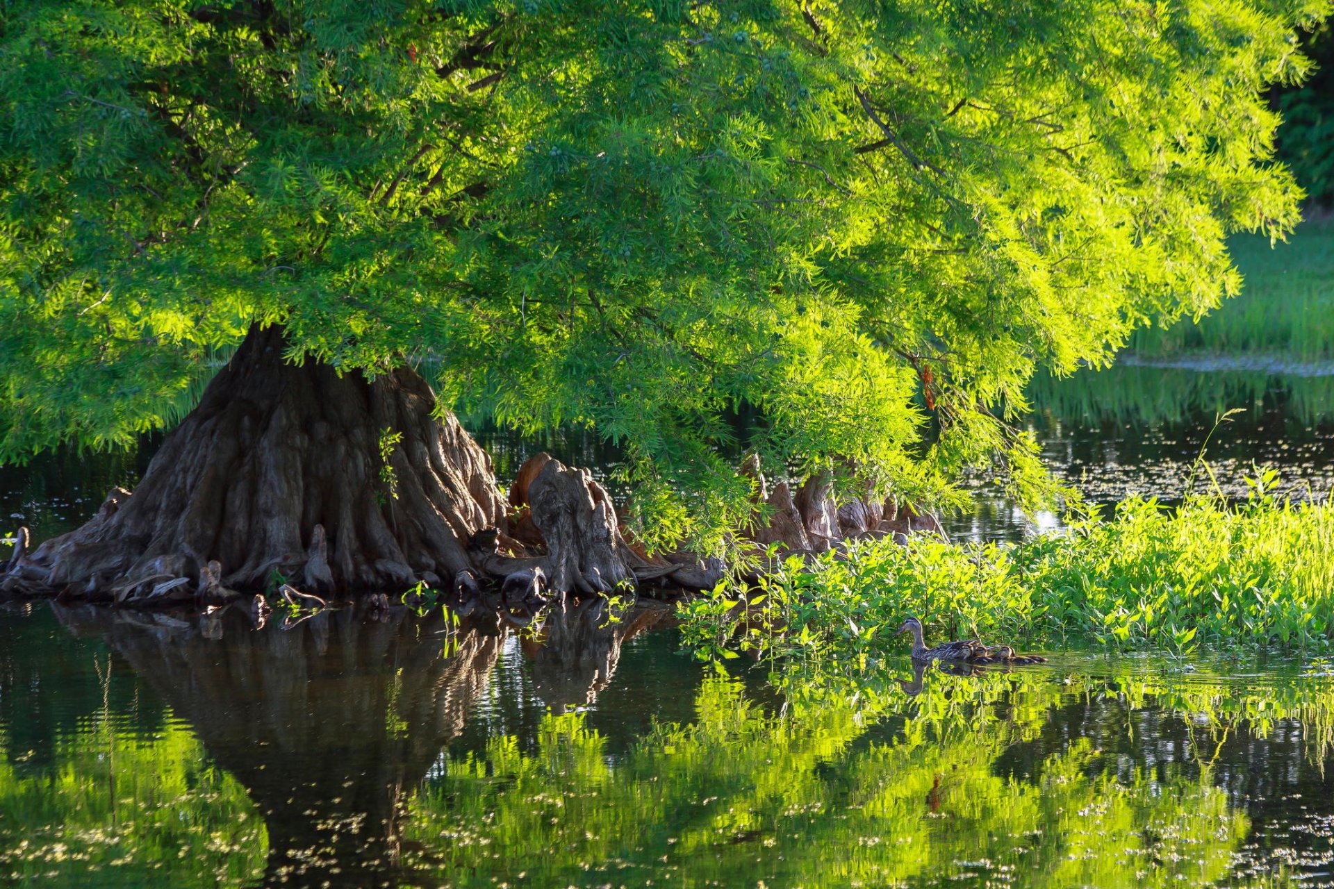 arbre livre canard eau nature vert cyprès étang verdure hd