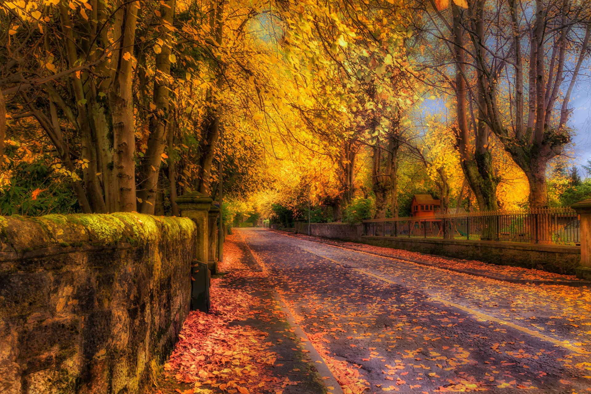 nature forêt parc arbres feuilles coloré route automne automne couleurs promenade