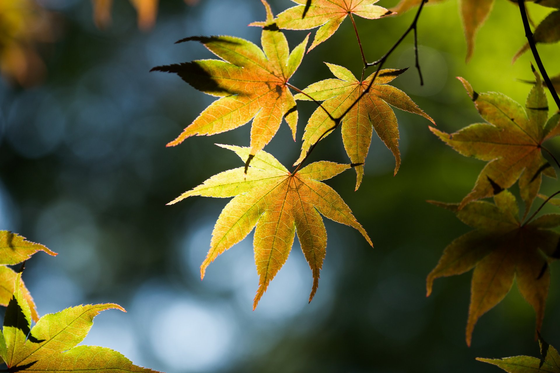 baum zweige blätter blendung