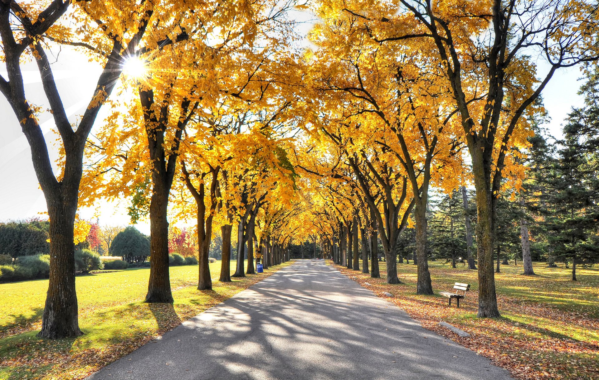 sera parco sole luce raggi vicolo alberi foglie autunno cielo