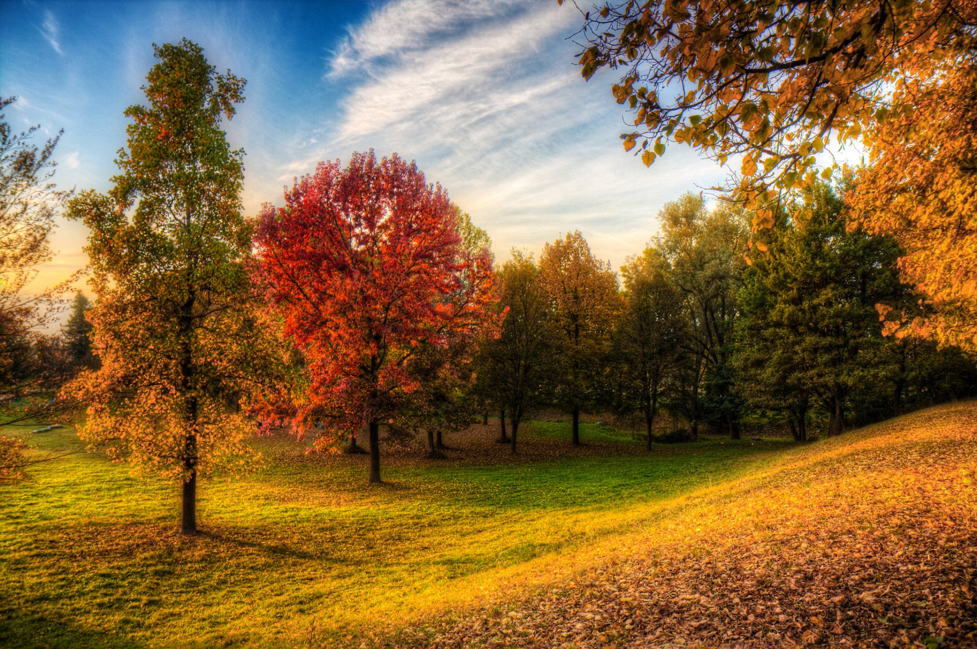 park las niebo drzewa trawa jesień