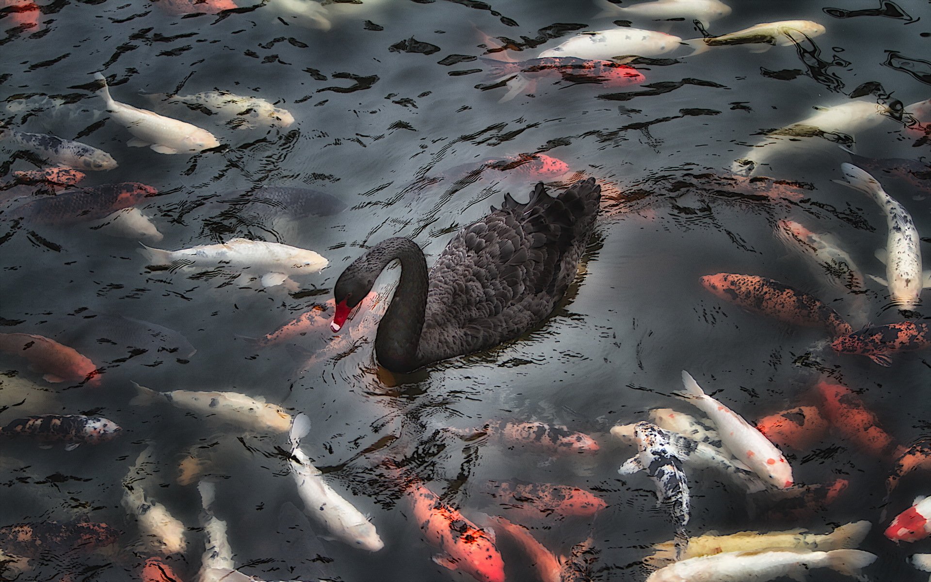 cygne poissons lac nature