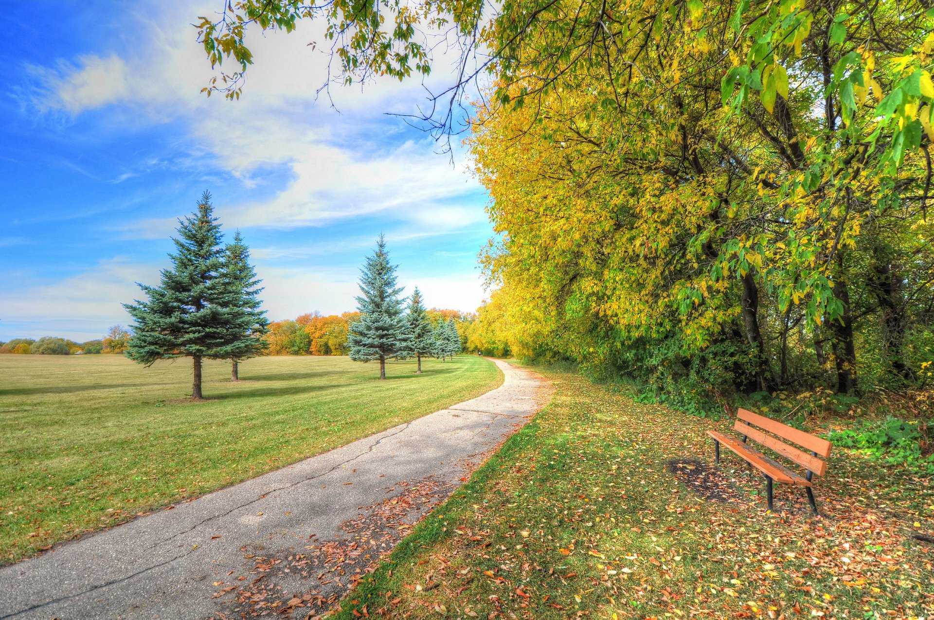 nature parc arbres herbe automne banc sapin passerelle ciel nuages