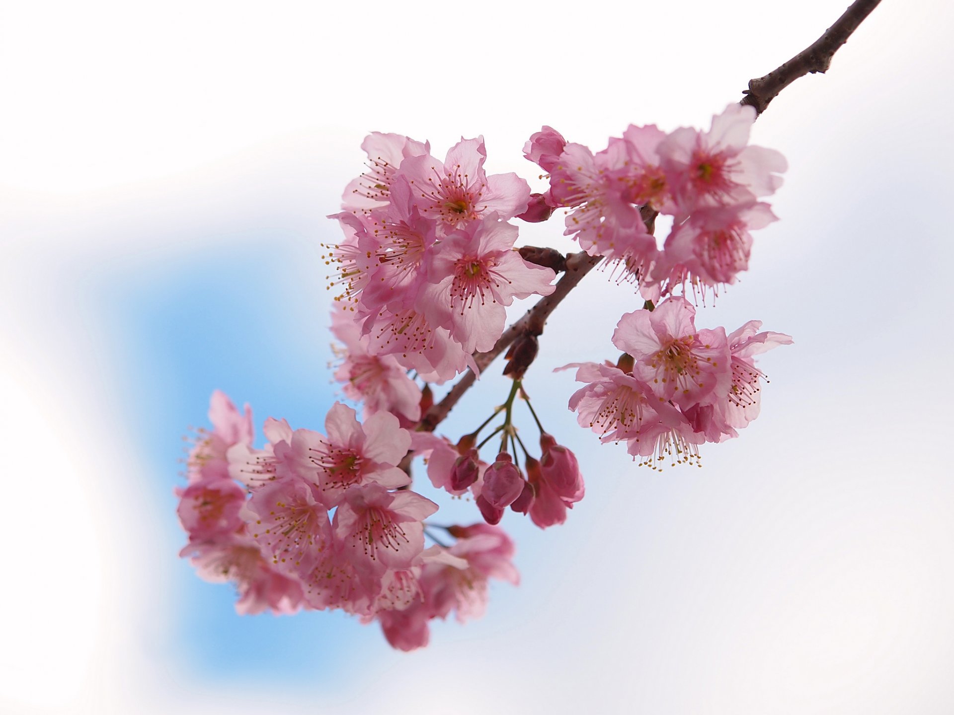 branch flower pink sakura bloom spring