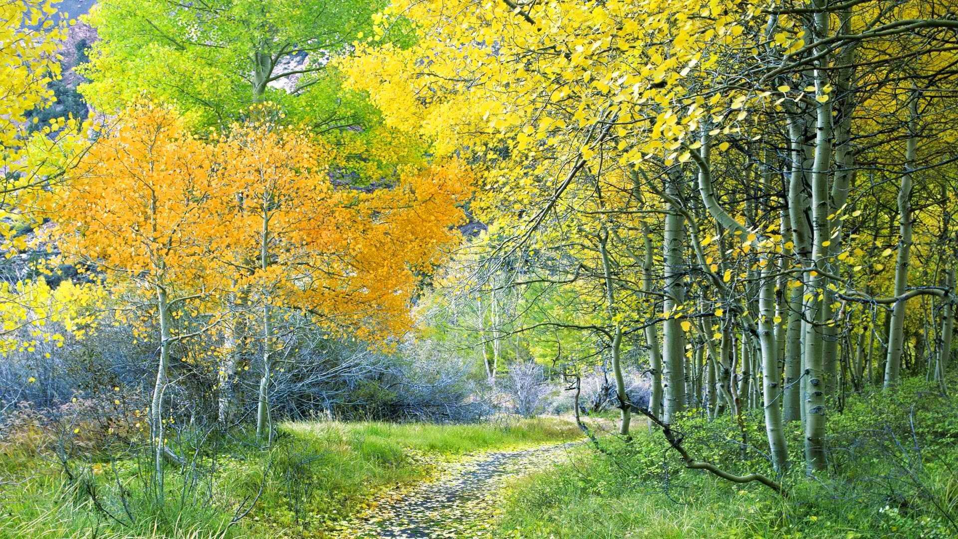 wald straße bäume herbst blätter