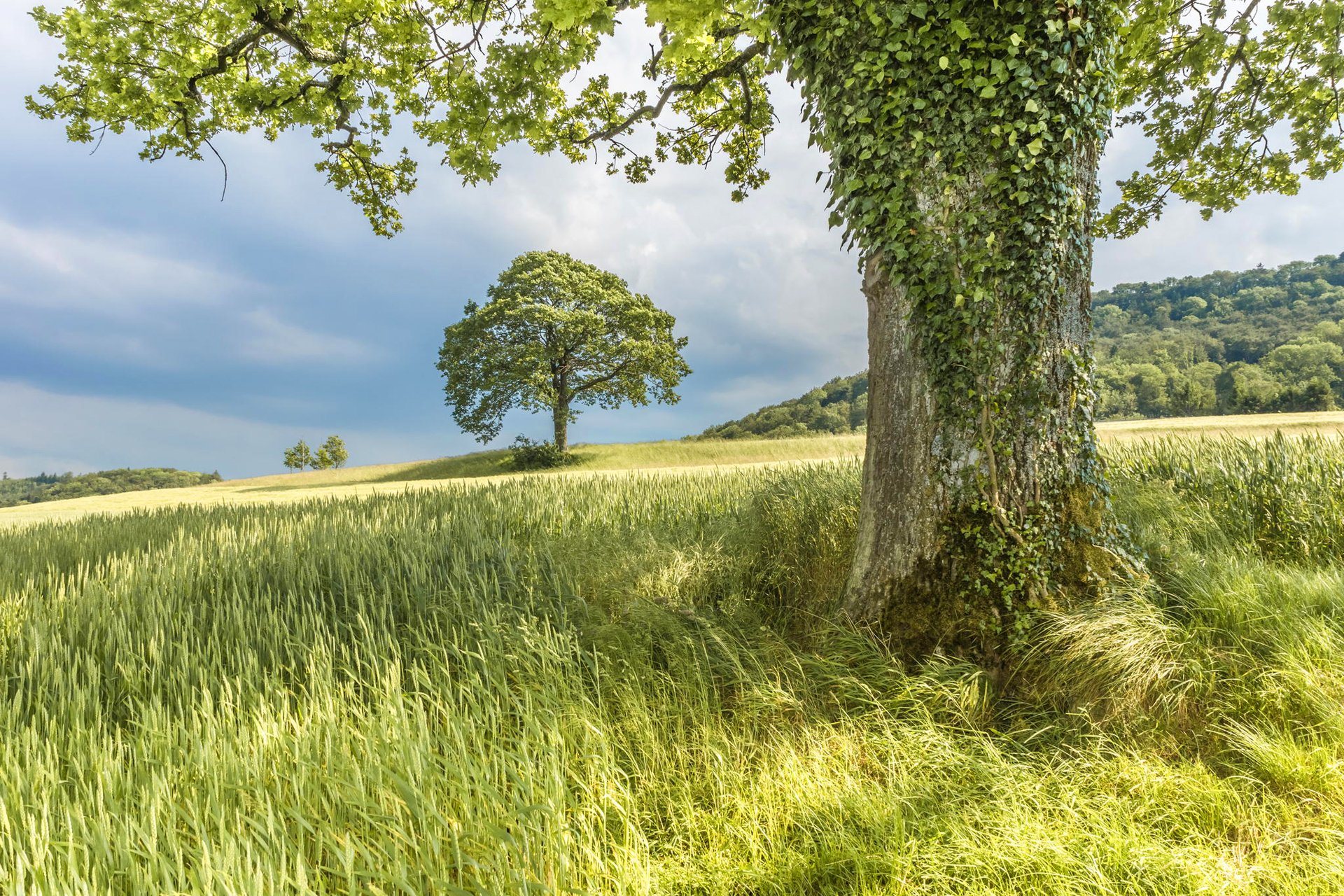 ky clouds tree slope grass summer