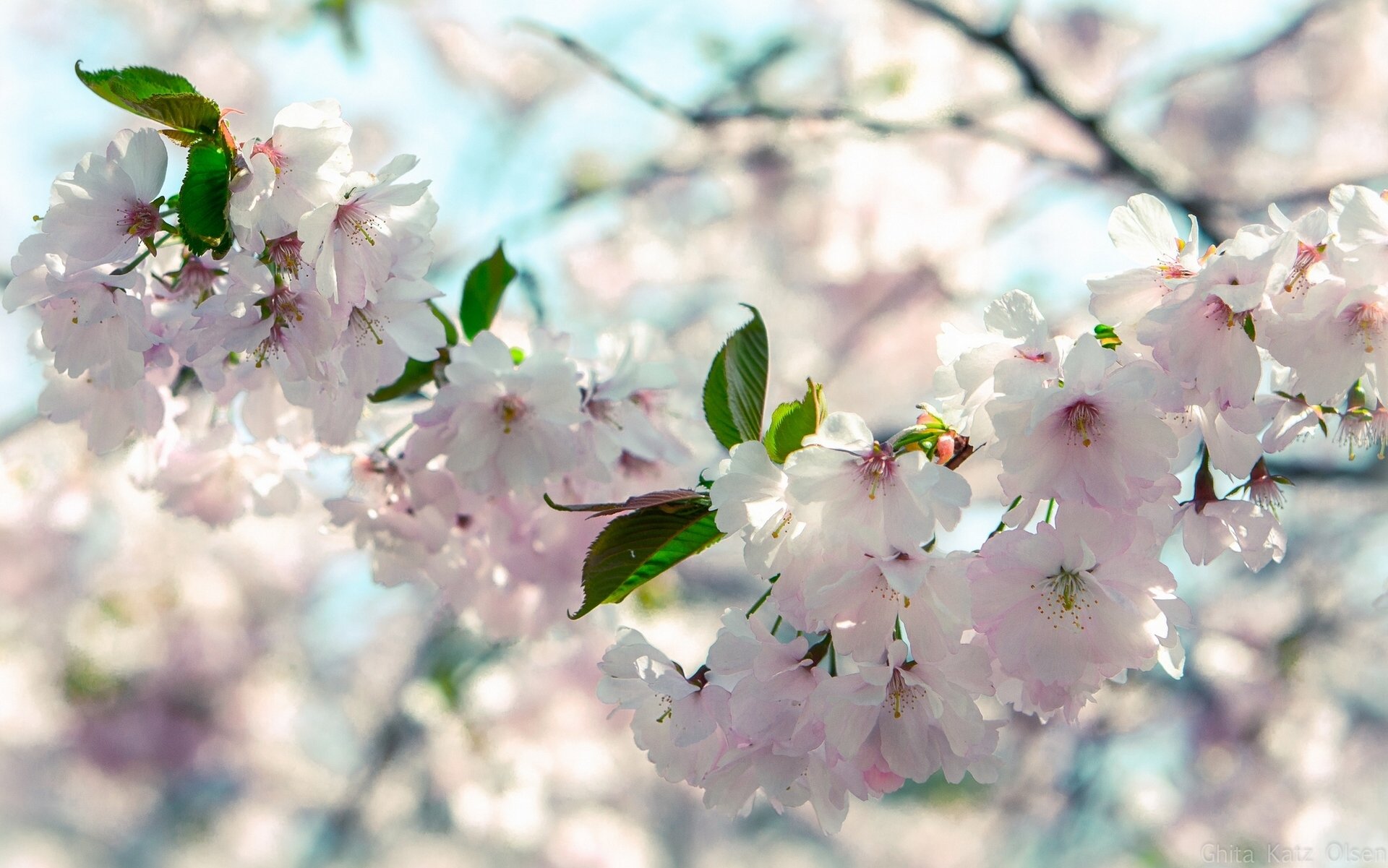 cerise branche gros plan floraison