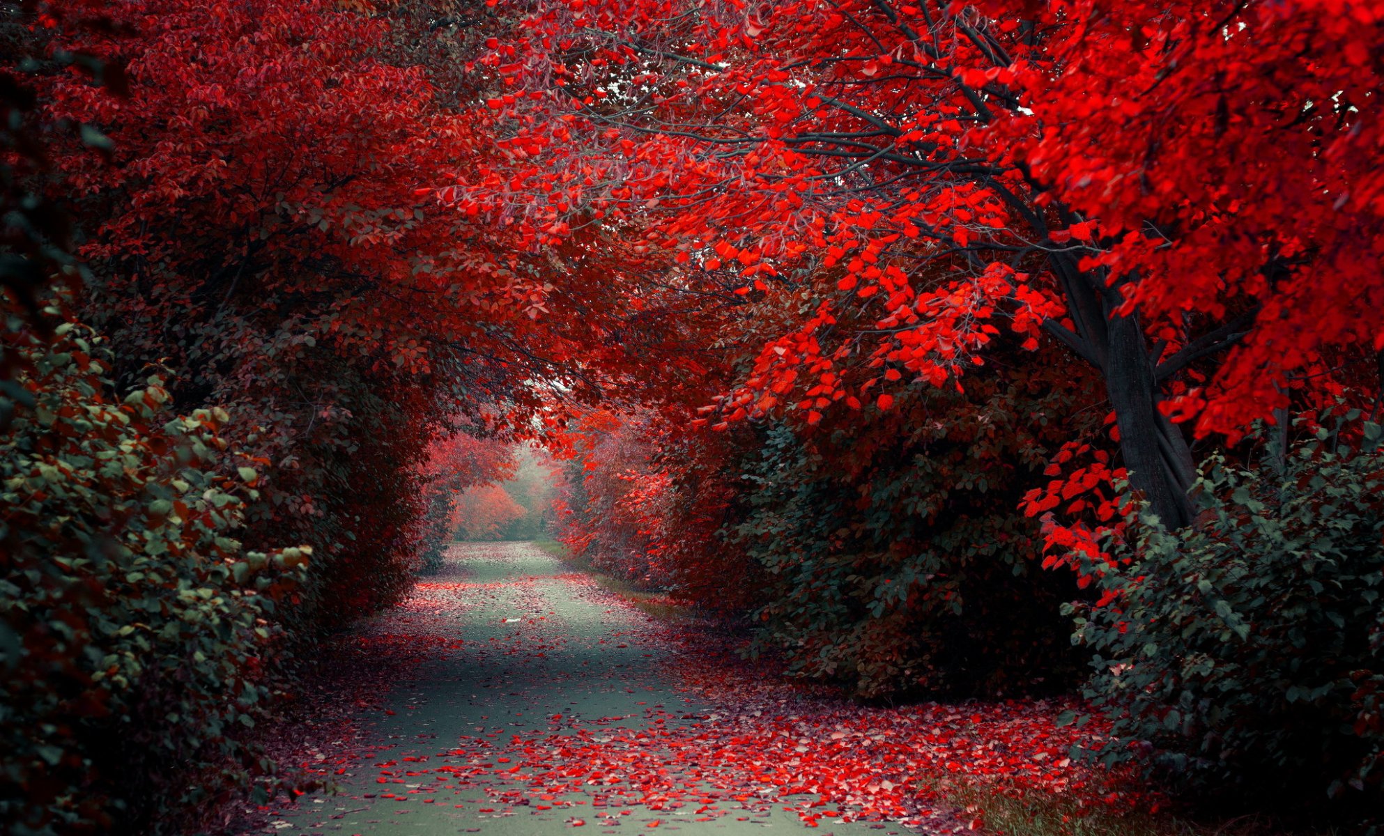 park herbst natur