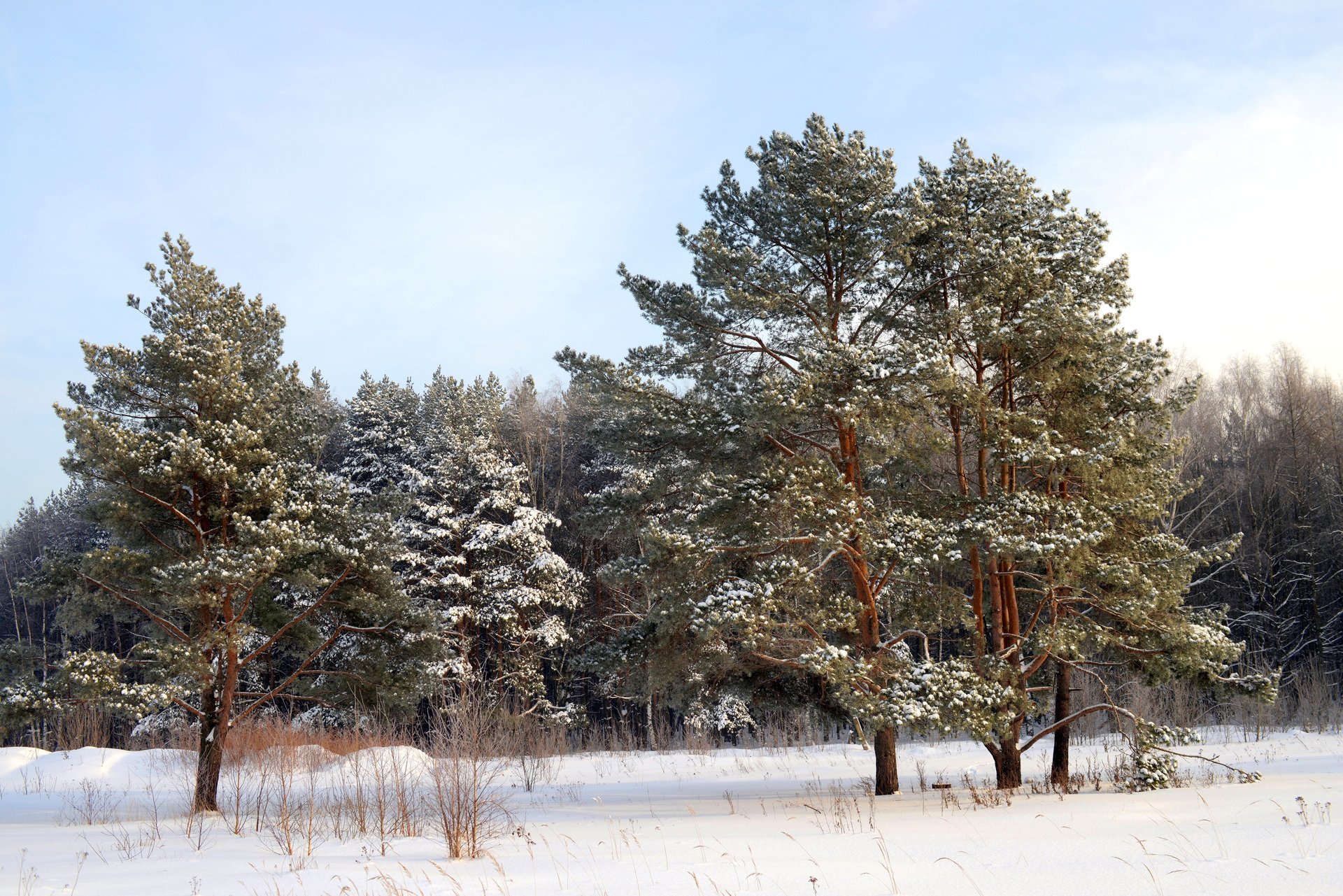 zima śnieg las drzewa