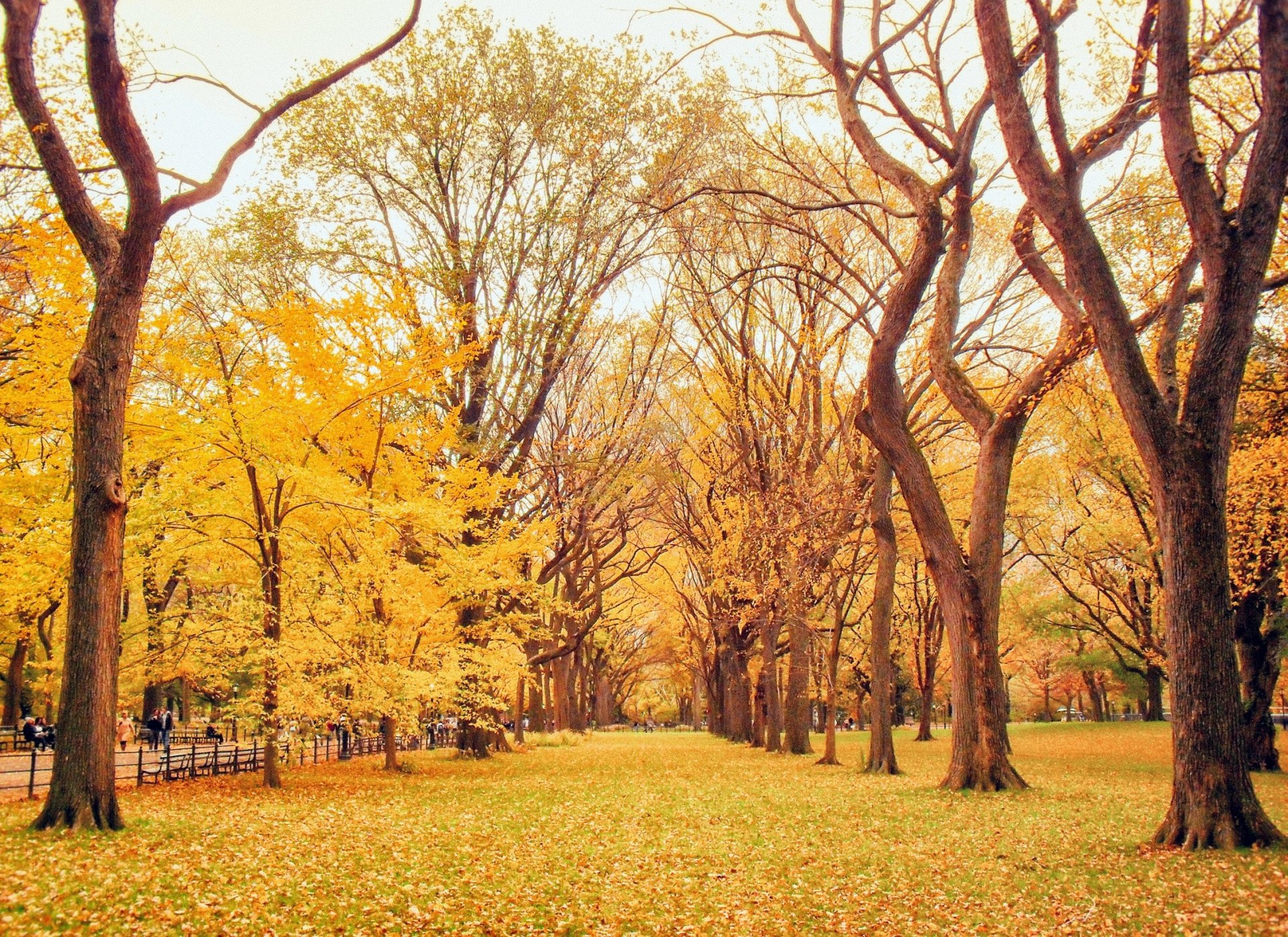 herbst park straße gasse blätter gelb bäume natur