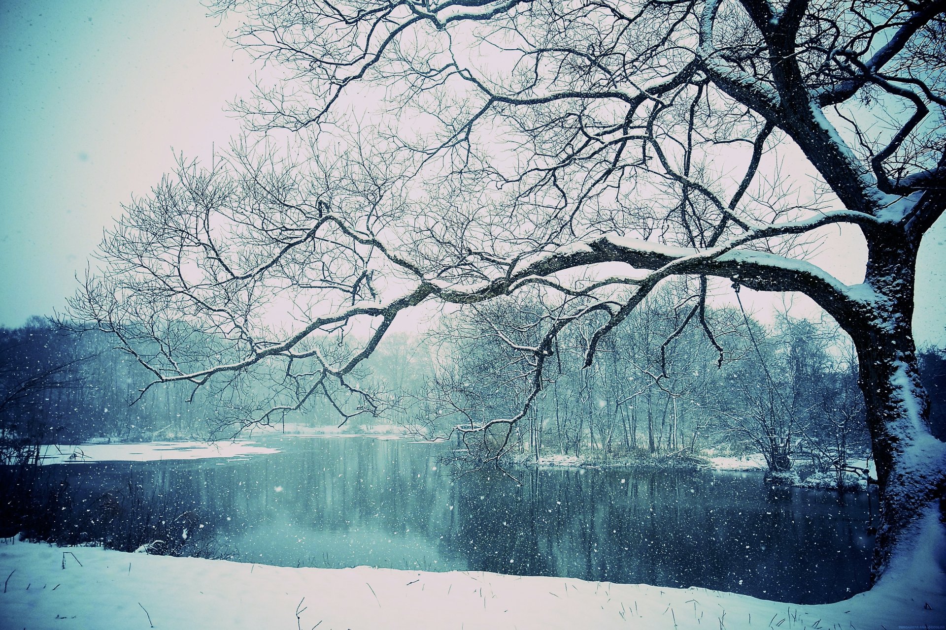 lake tree snowing winter snow