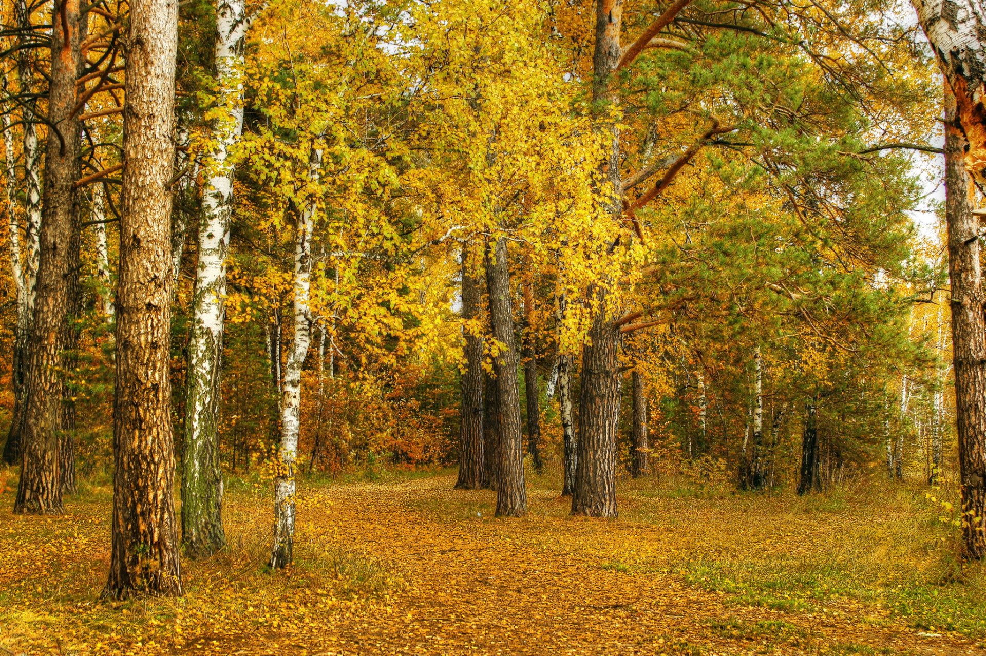 jesień natura brzoza żółte liście gaj