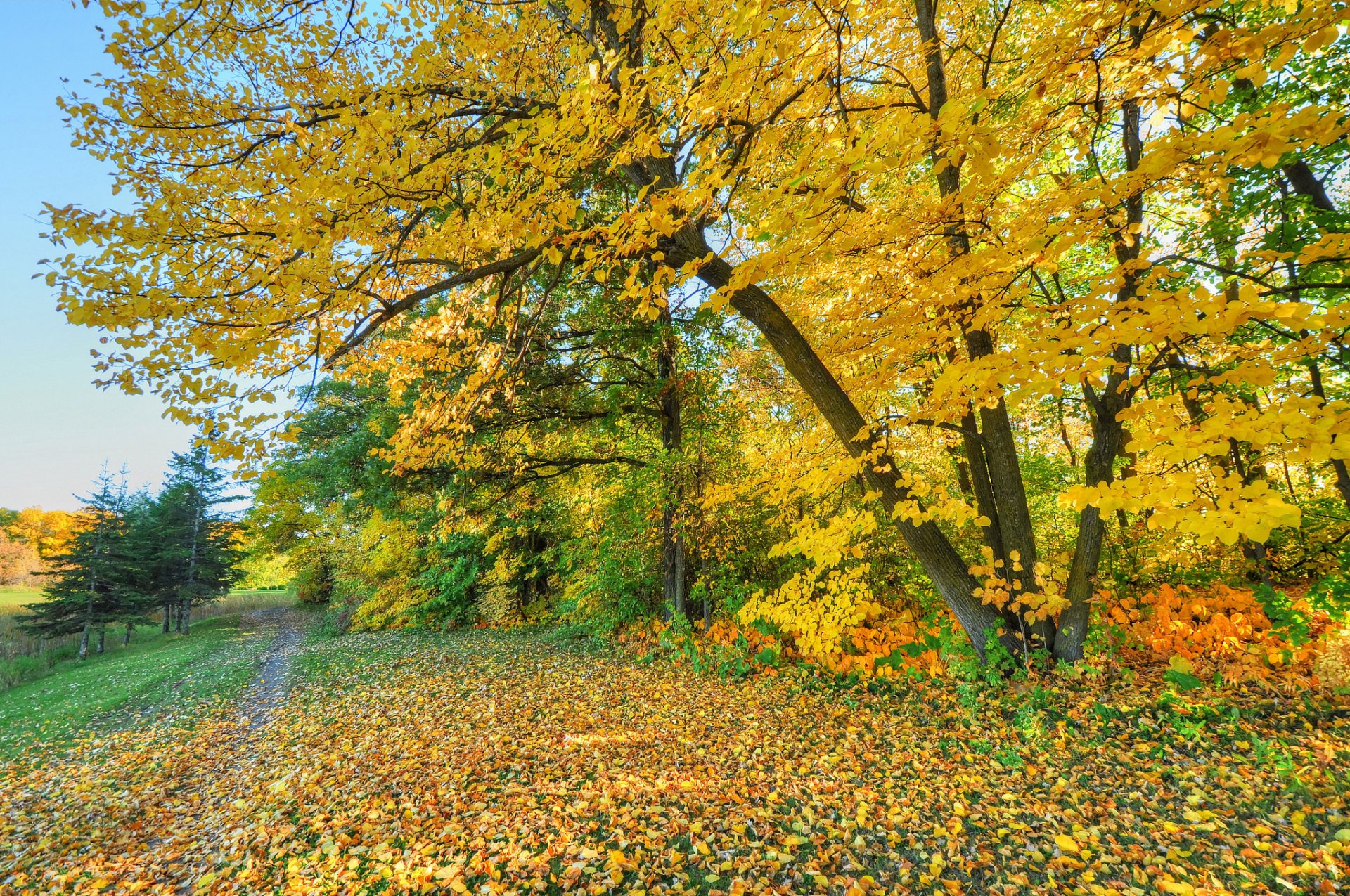 park las drzewa droga niebo liście jesień