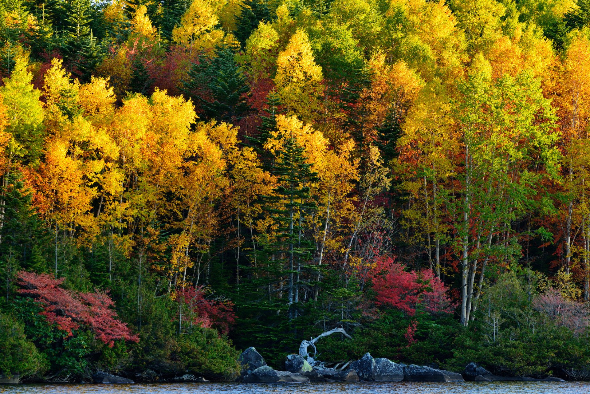 wald hang see bäume herbst steine