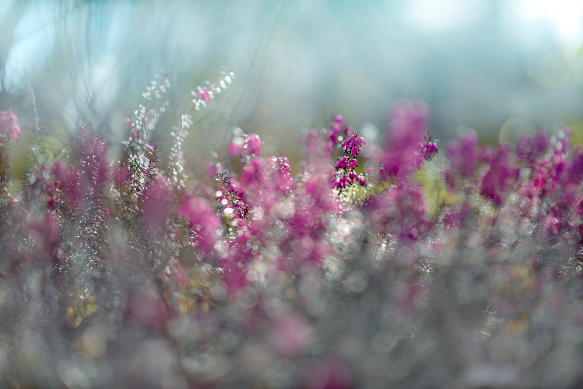 lumière du soleil erica fleur printemps pourpre pourpre bokeh