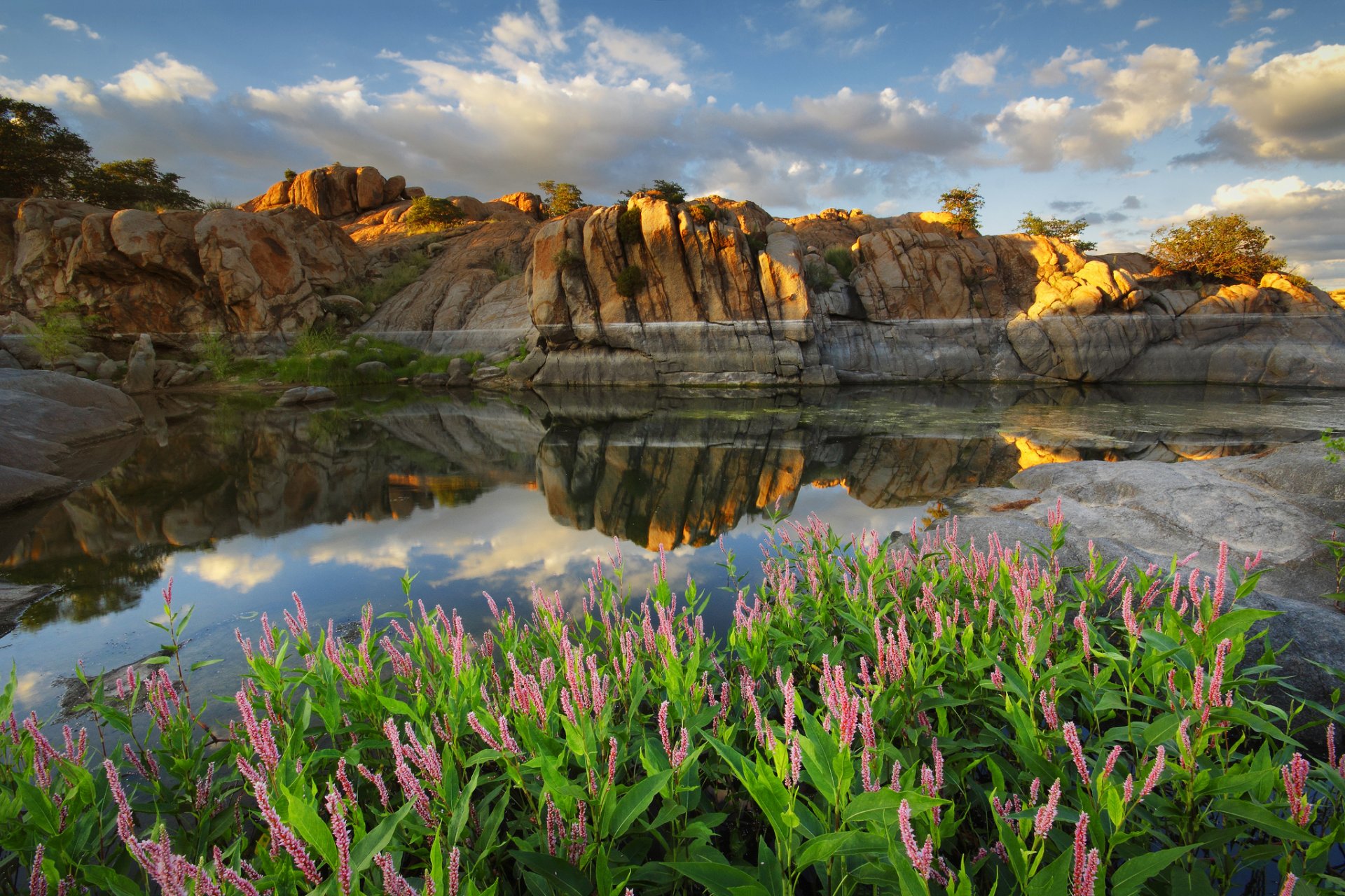 arizona prescott watson lake états-unis lac réflexion fleurs roches nuages