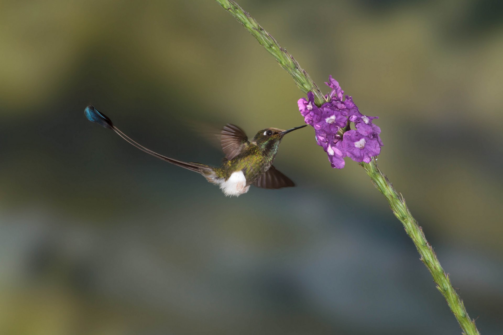 pájaro colibrí flores pájaro naturaleza colibrí de cola de cohete colibrí de bandera gladiolo