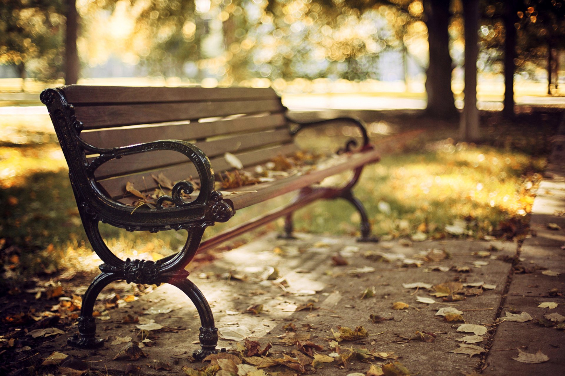 bench bench bench bench leaves dry autumn park trees nature bokeh