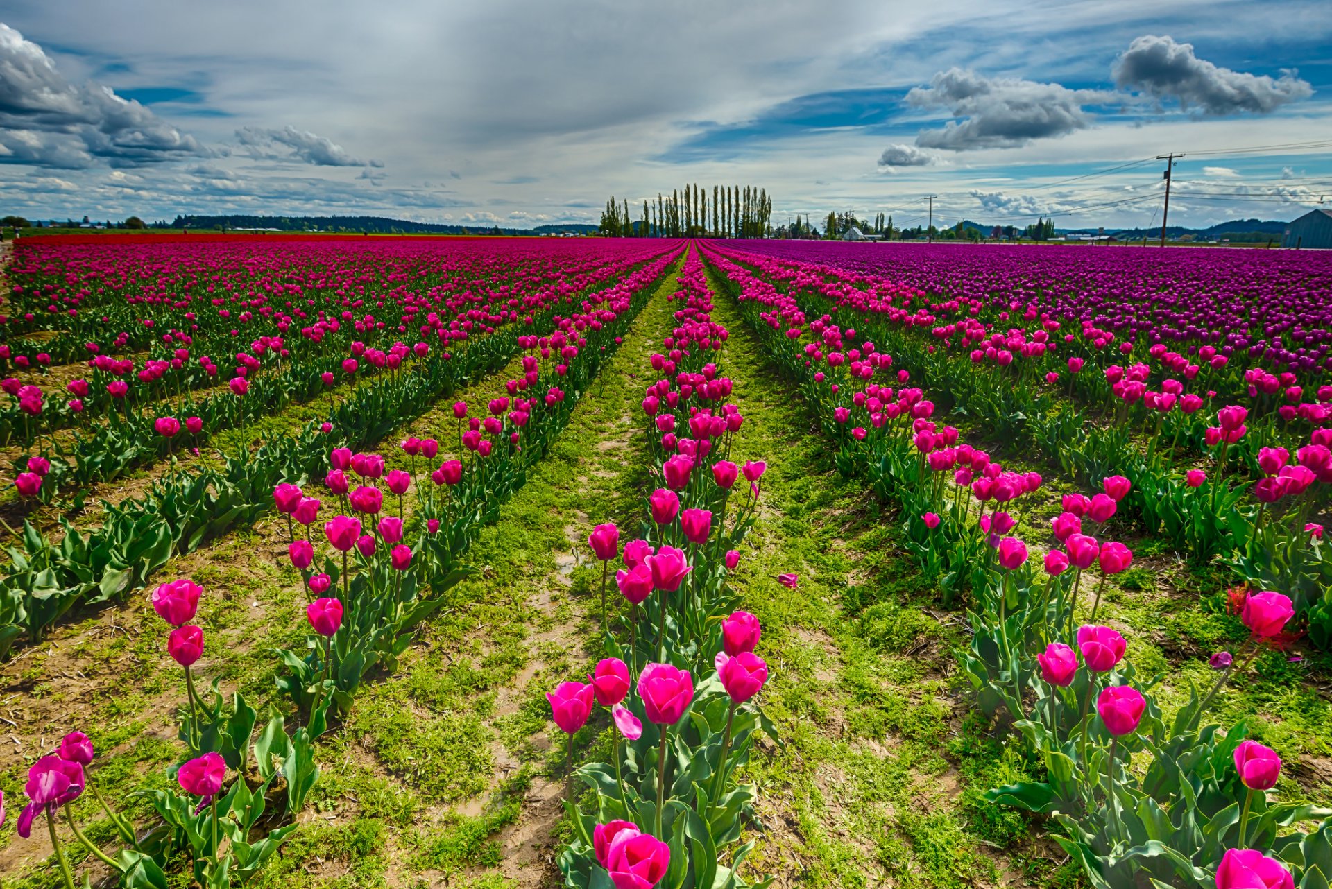 nature champ fleurs tulipes ciel nuages