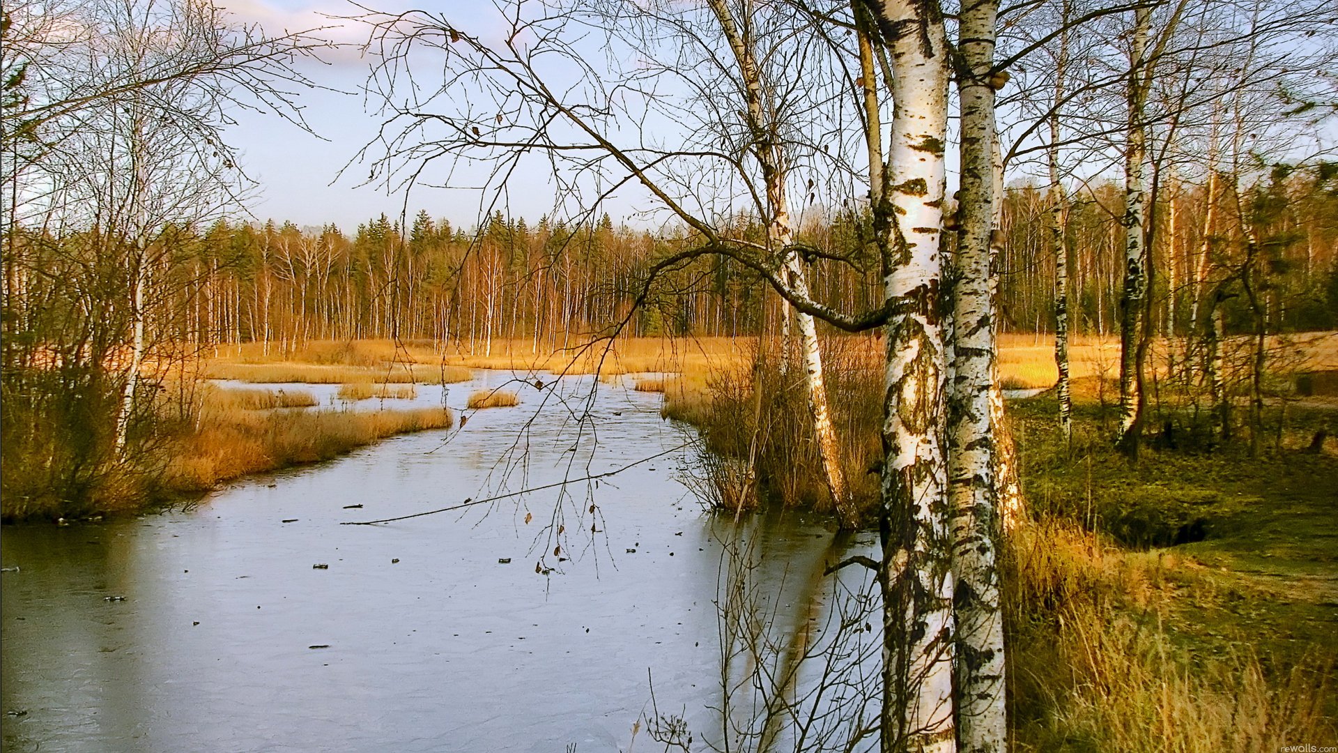 cielo bosque árboles abedul río arroyo otoño heladas hielo