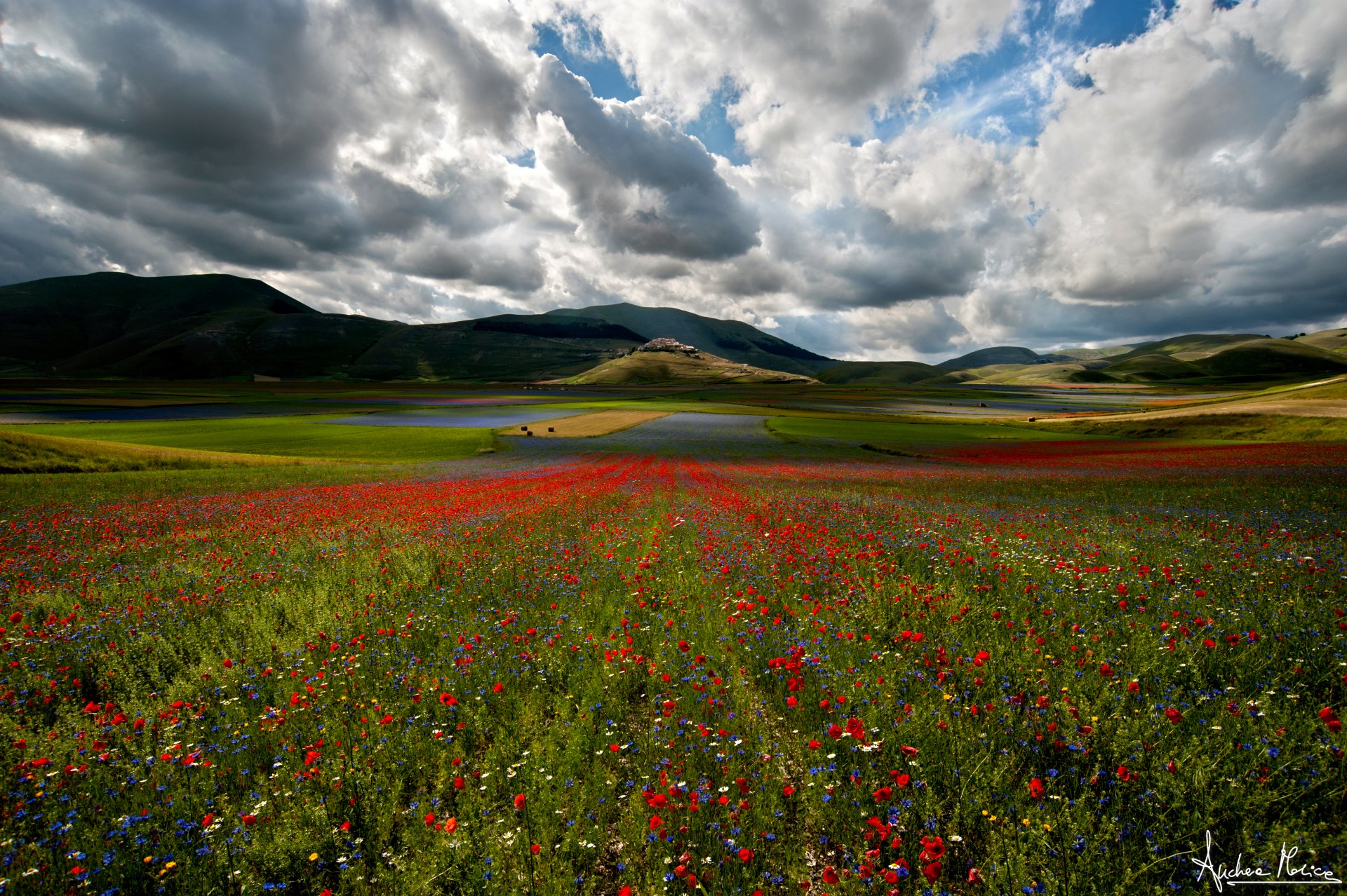 nature champ fleurs